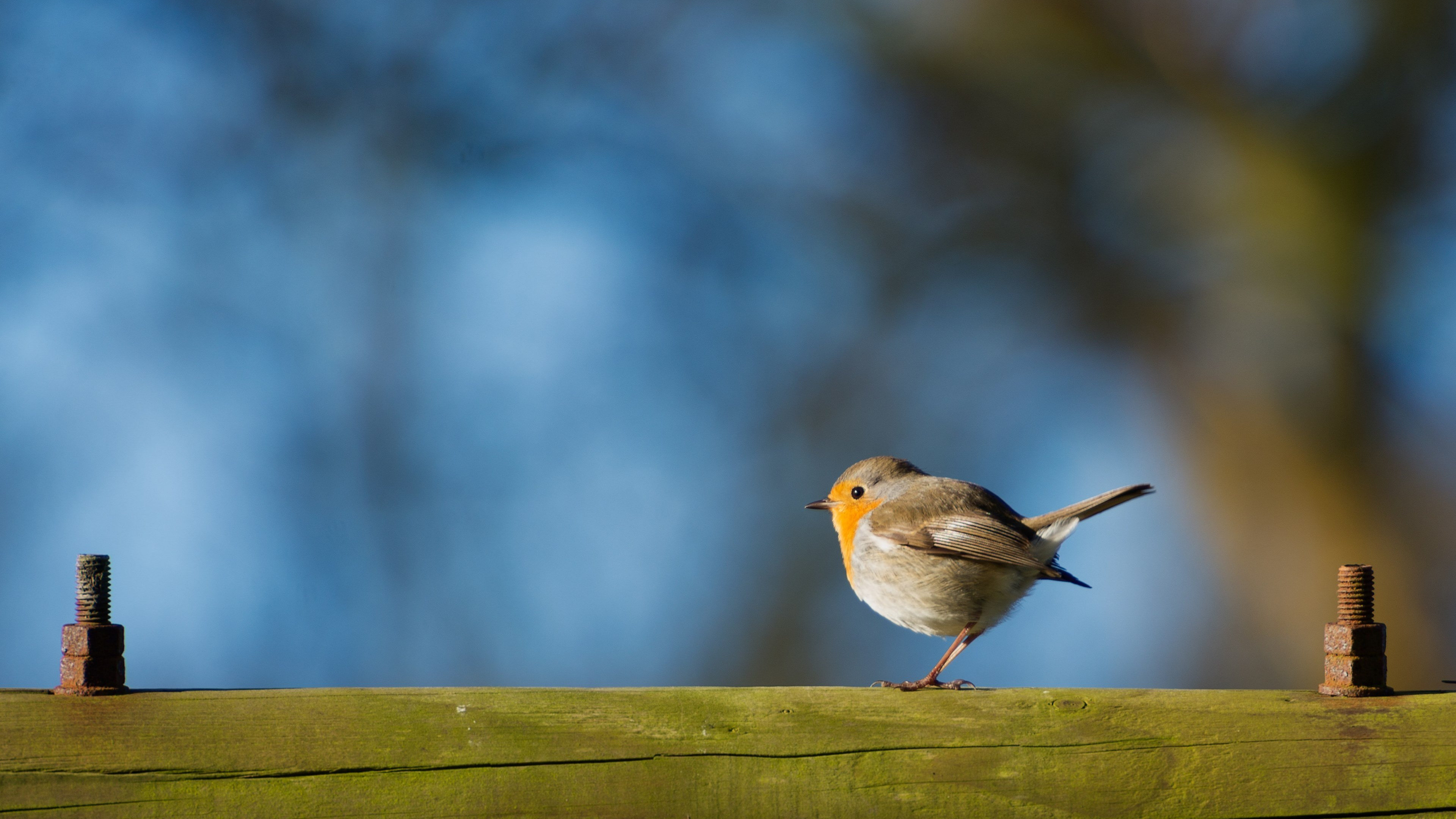 Chick, Robin (Bird) Wallpaper, 3840x2160 4K Desktop