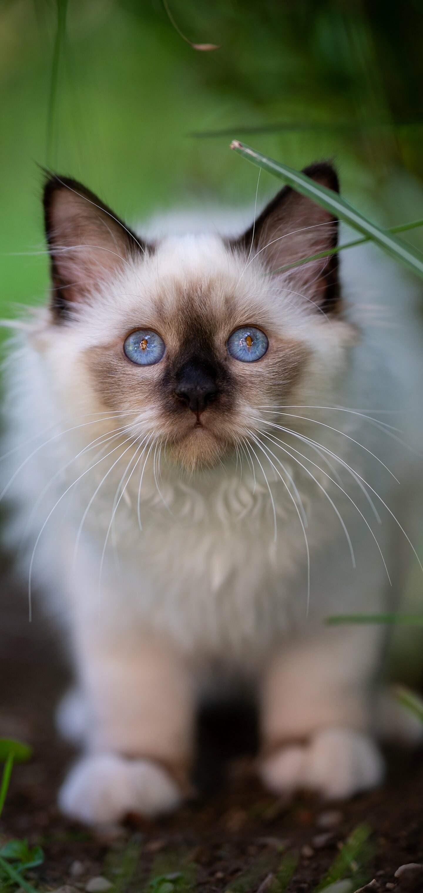 Ragdoll cat, Innocent gaze, Cute companions, Delicate features, 1440x3040 HD Phone