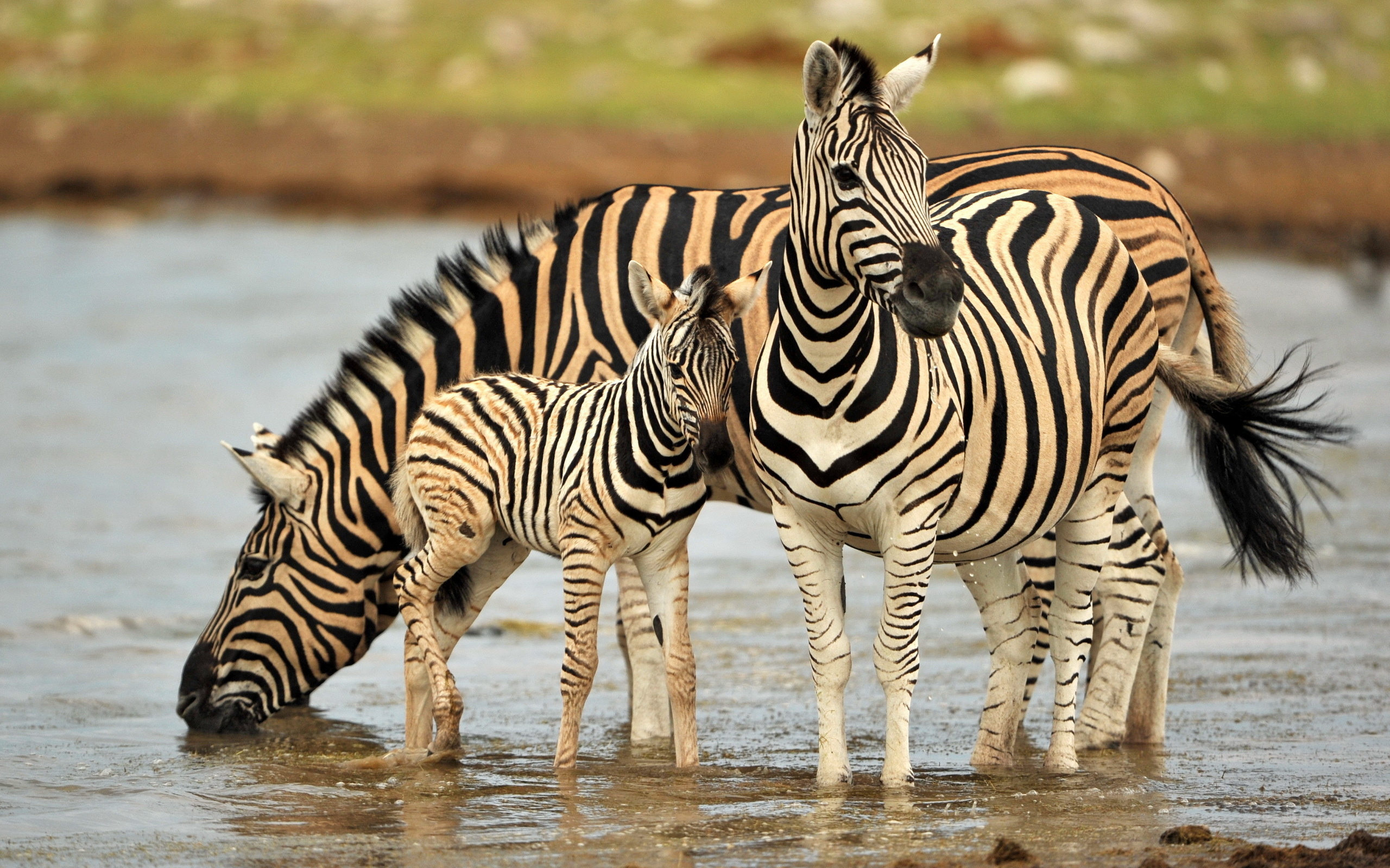 Family, Zebras Wallpaper, 2560x1600 HD Desktop