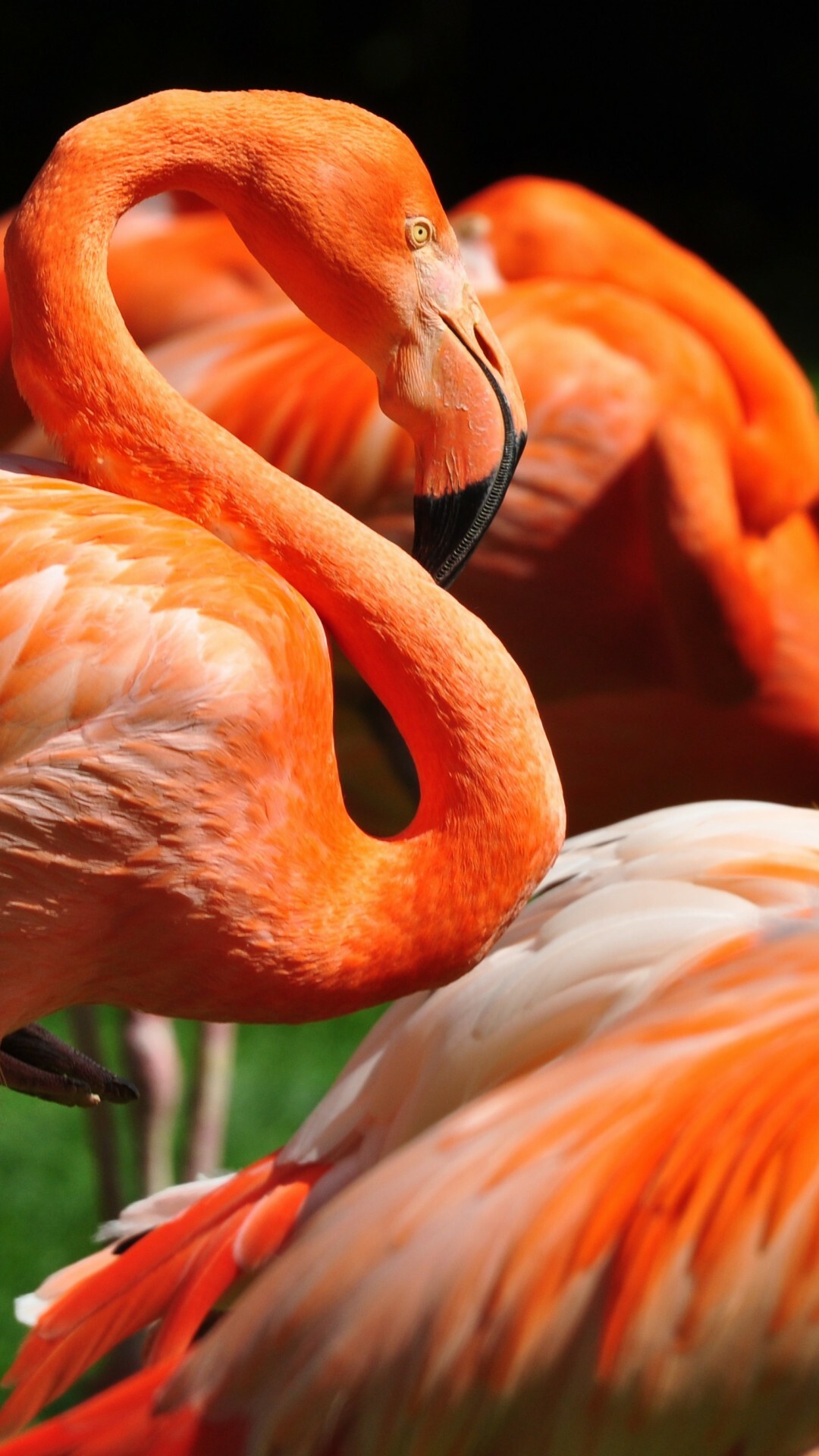 Flamingo wallpaper, Sunlit bird, Green grass, Wildlife photography, 1080x1920 Full HD Phone