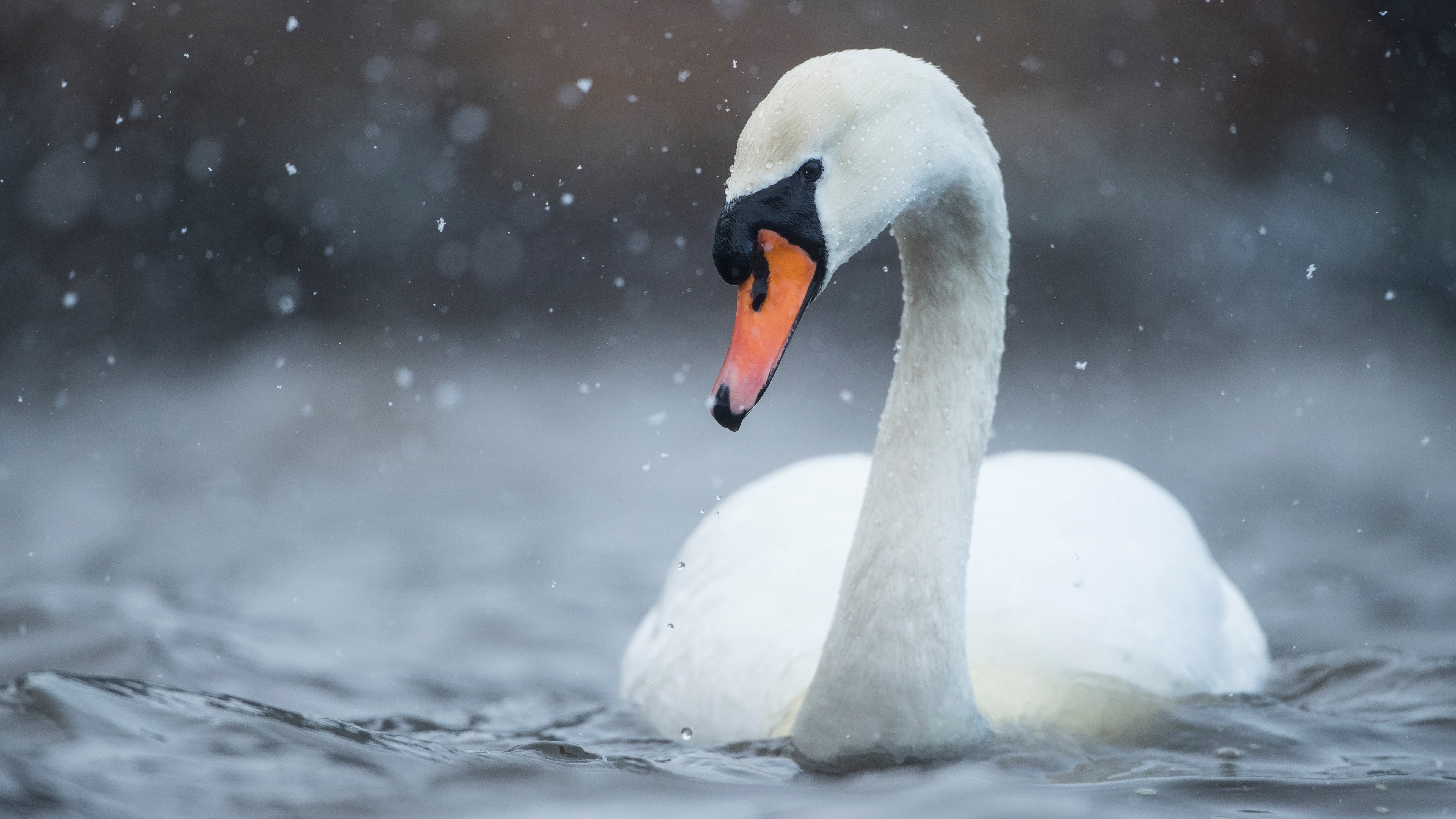 Close-up, Swans Wallpaper, 3840x2160 4K Desktop