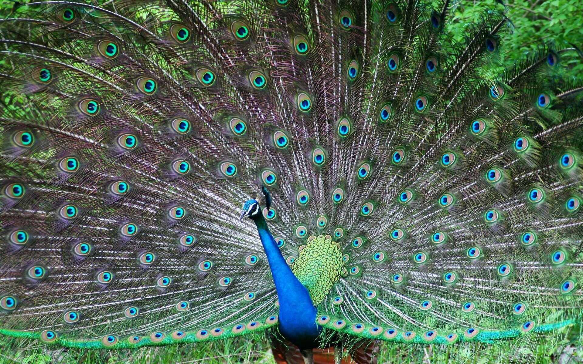 Peafowl wallpapers, Beautiful images, Captivating designs, Magnificent bird, 1920x1200 HD Desktop