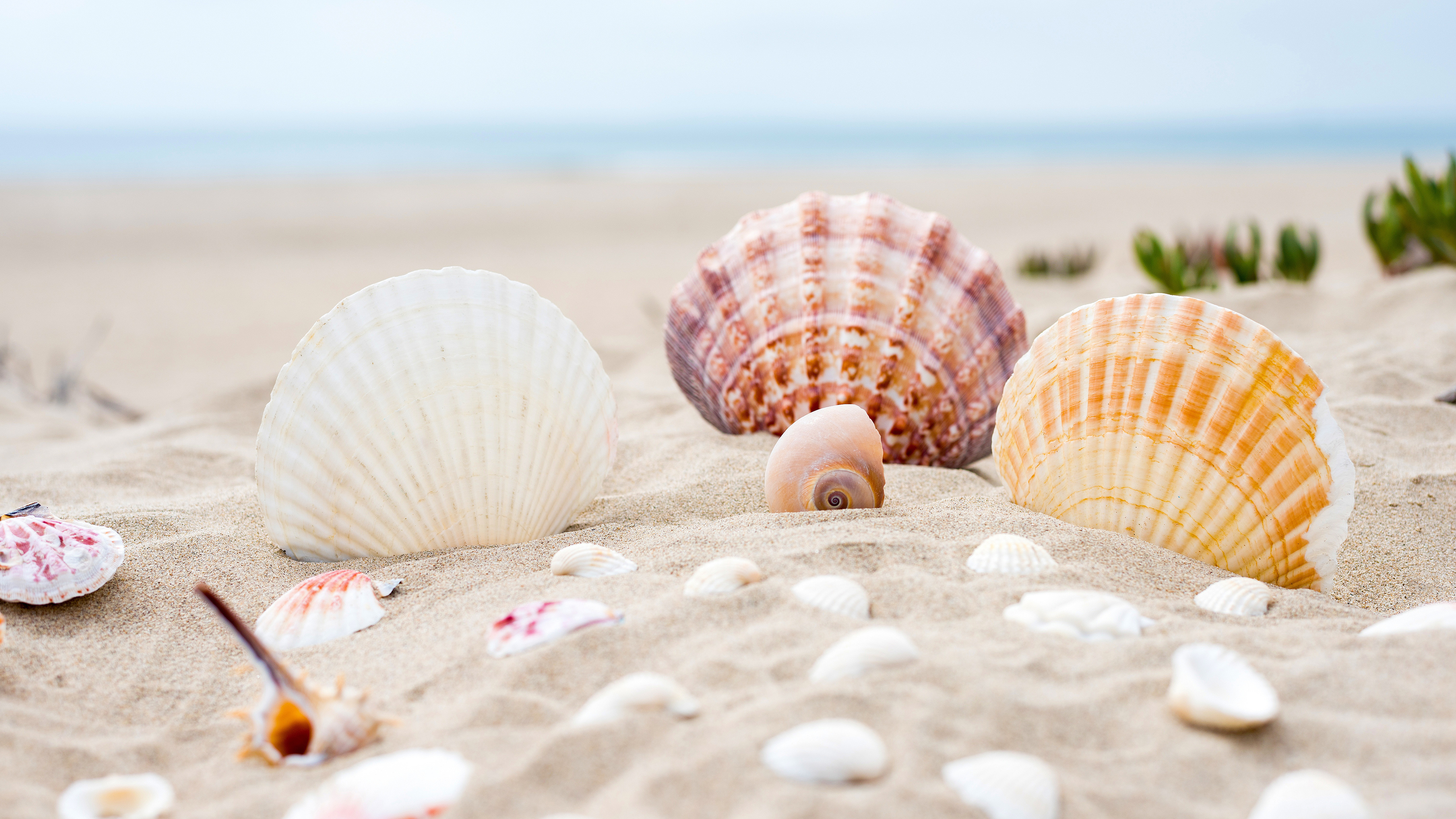 Seashell wallpaper, Coastal serenade, Nature's beauty, Tranquil ocean, 3840x2160 4K Desktop