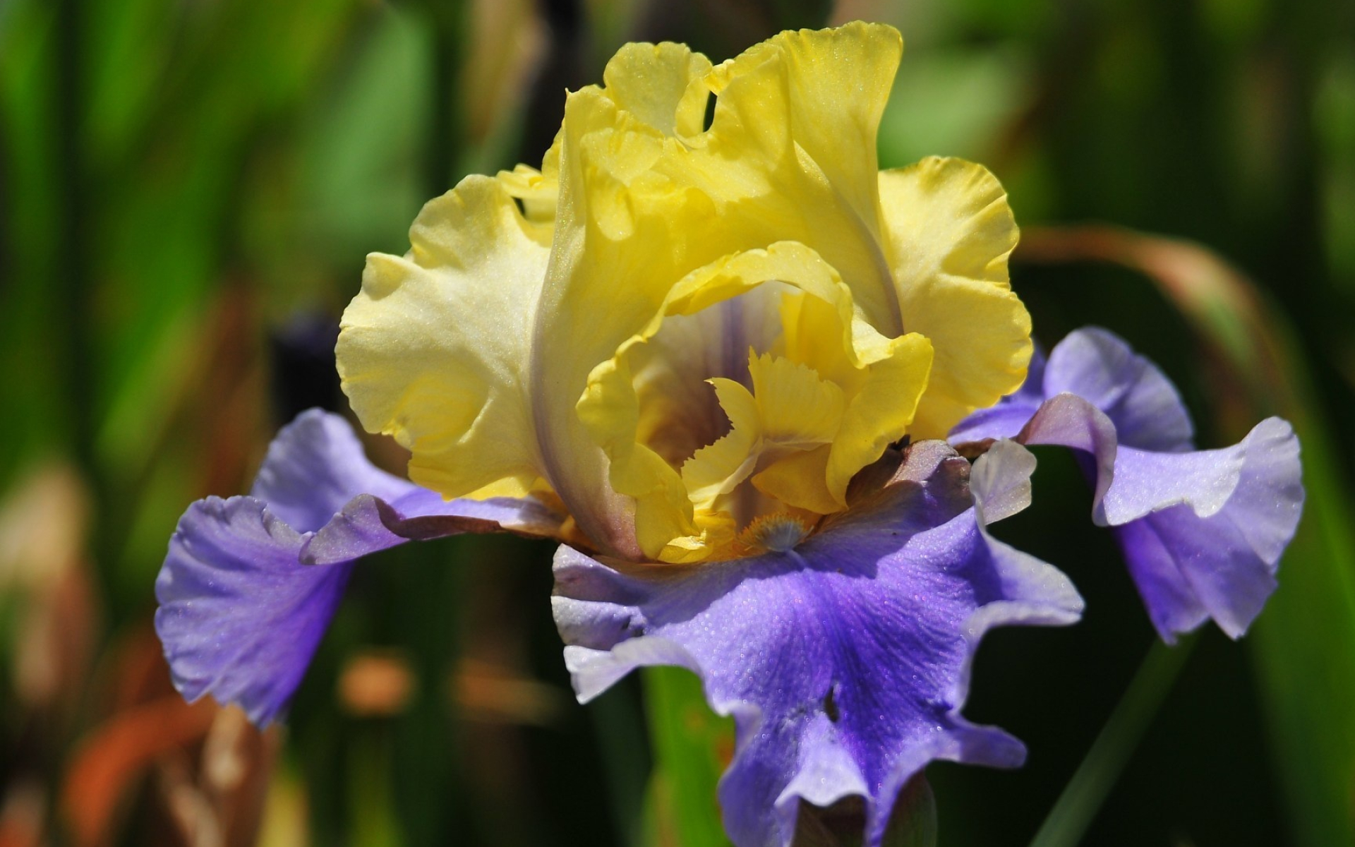 Edith Wolford, Iris Wallpaper, 1920x1200 HD Desktop