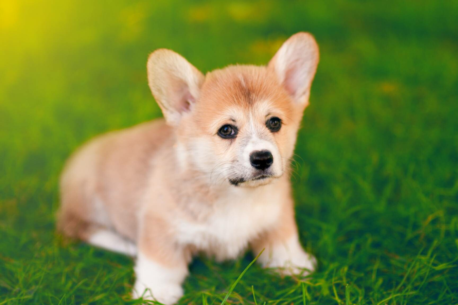 Corgi, Playful dogs, Cute puppies, Beautiful pictures, 1920x1280 HD Desktop