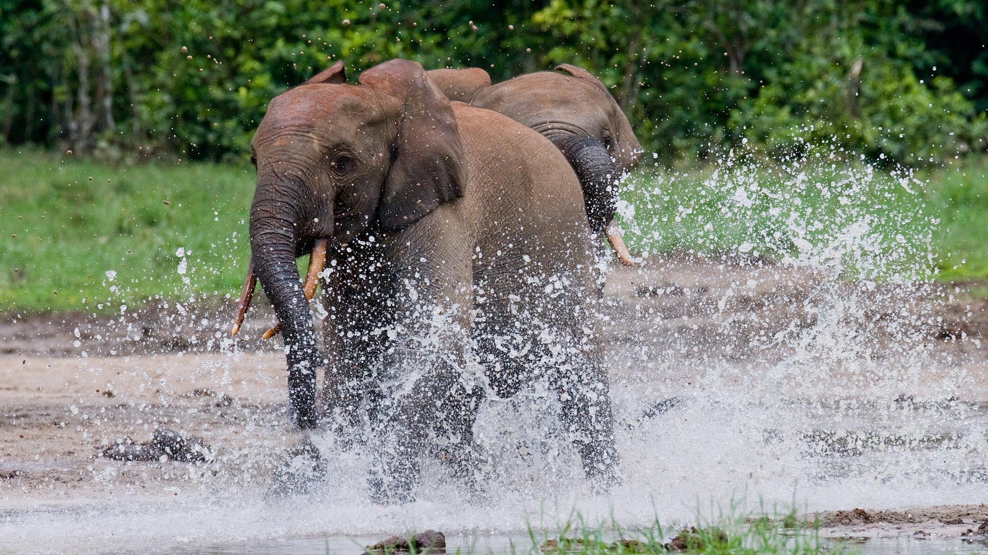 Central African Republic, Travels, Accommodation, Natural world safaris, 1920x1080 Full HD Desktop