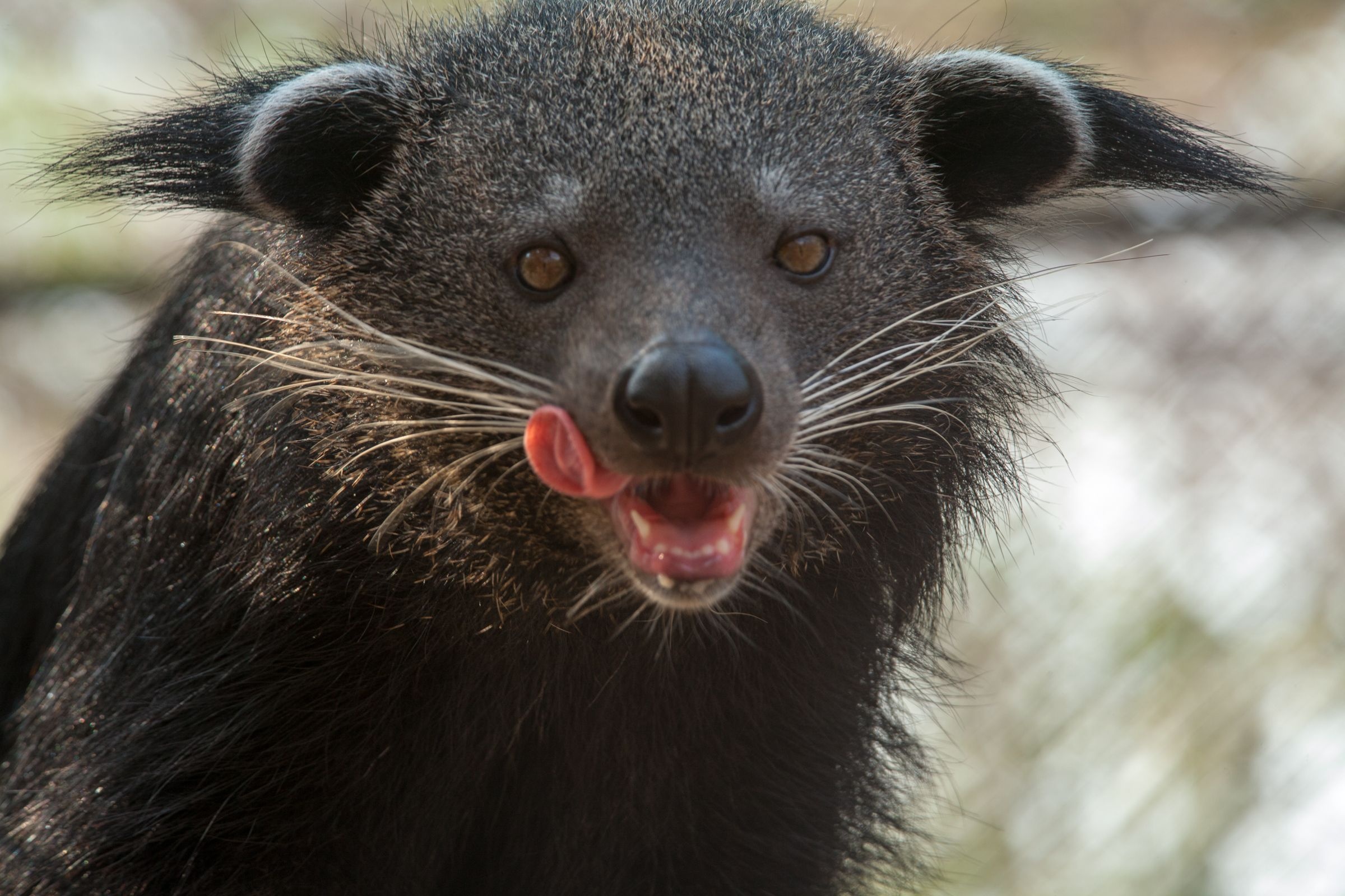 Binturong, Binturong ideas, Animal, Mammal, 2400x1600 HD Desktop