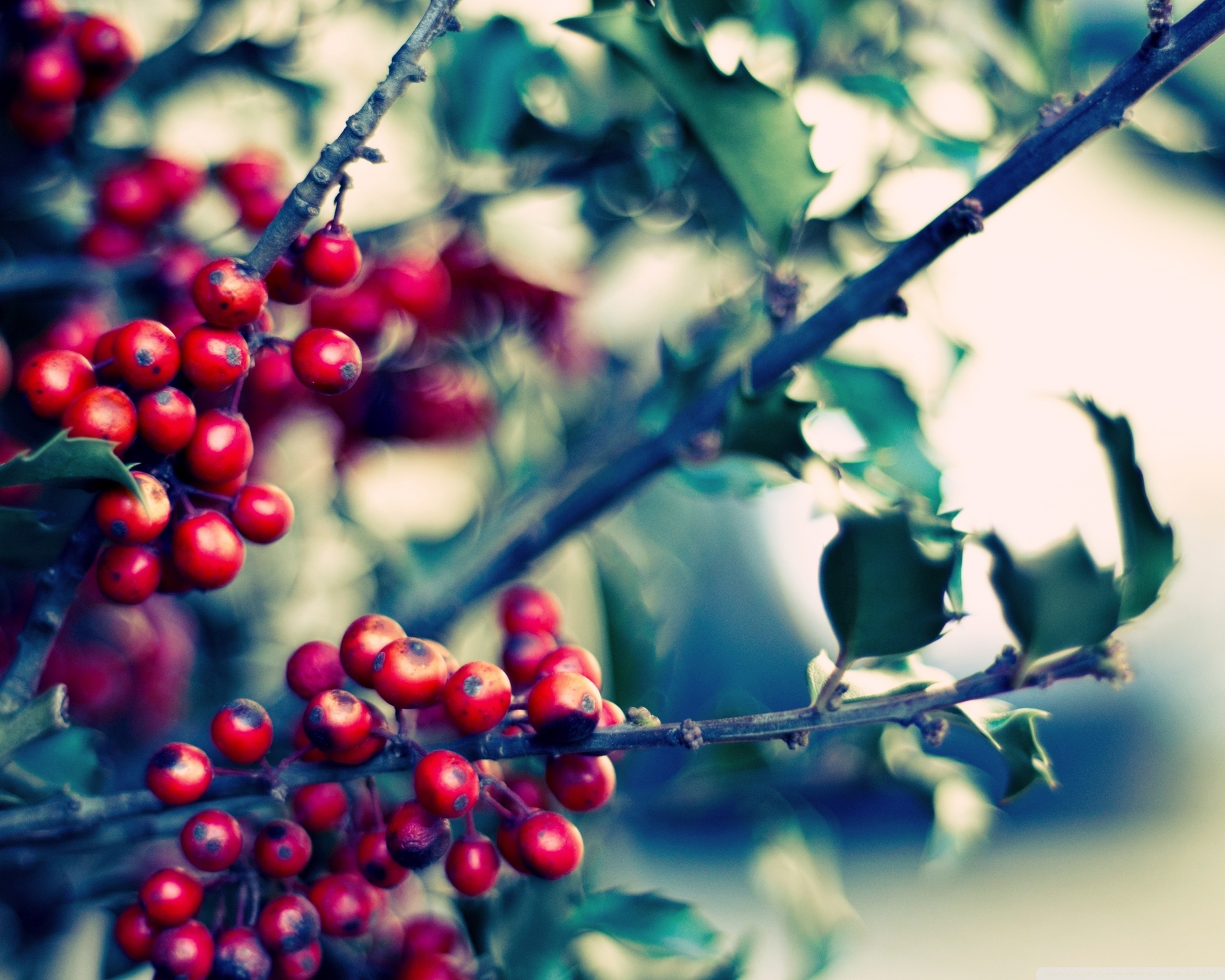 Holly Tree, Vibrant wallpaper, Samantha's post, Nature's gift, 2560x2050 HD Desktop