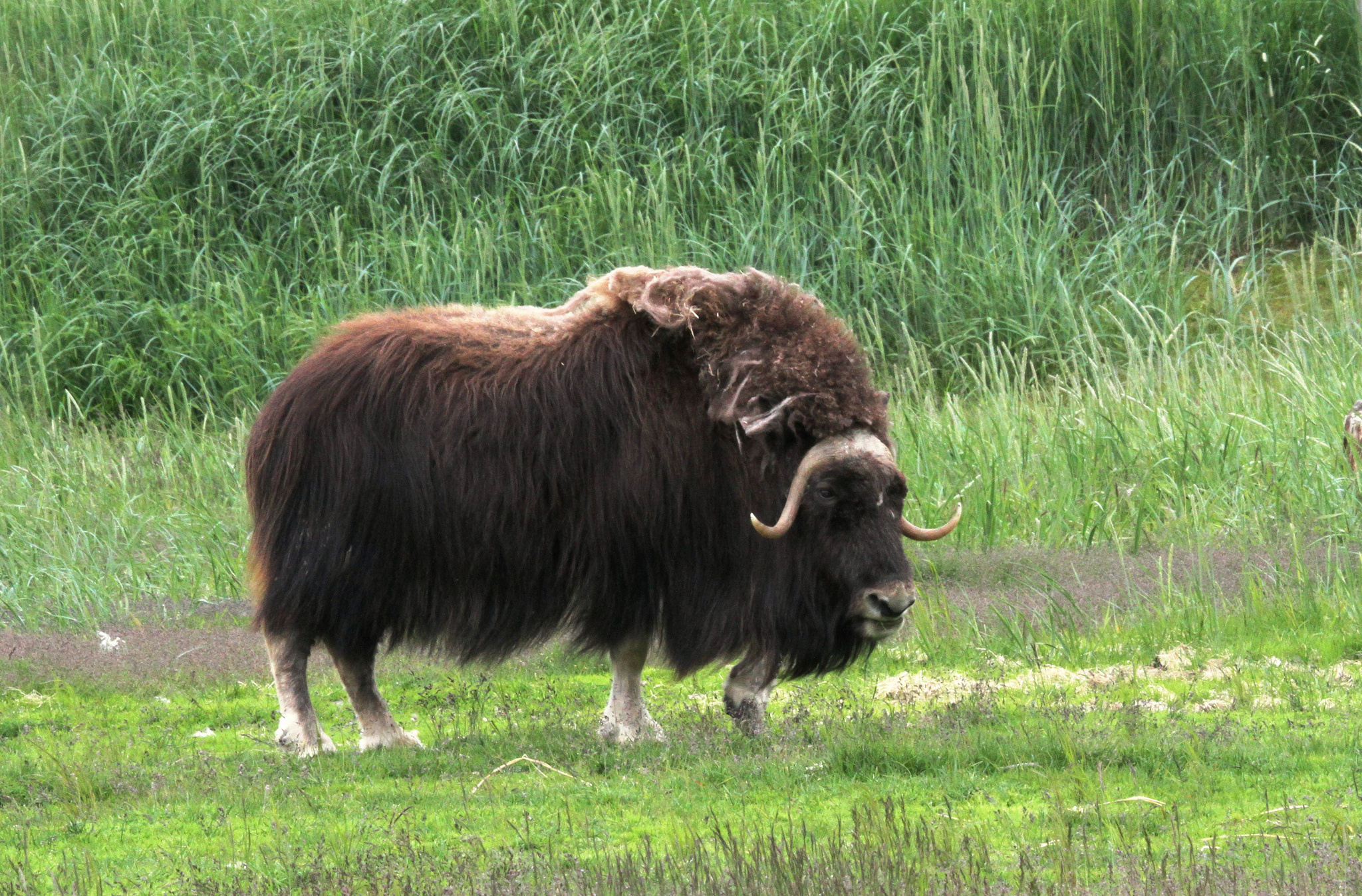 Ox, Cattle with horns, Animal imagery, Nature's beauty, 2050x1350 HD Desktop