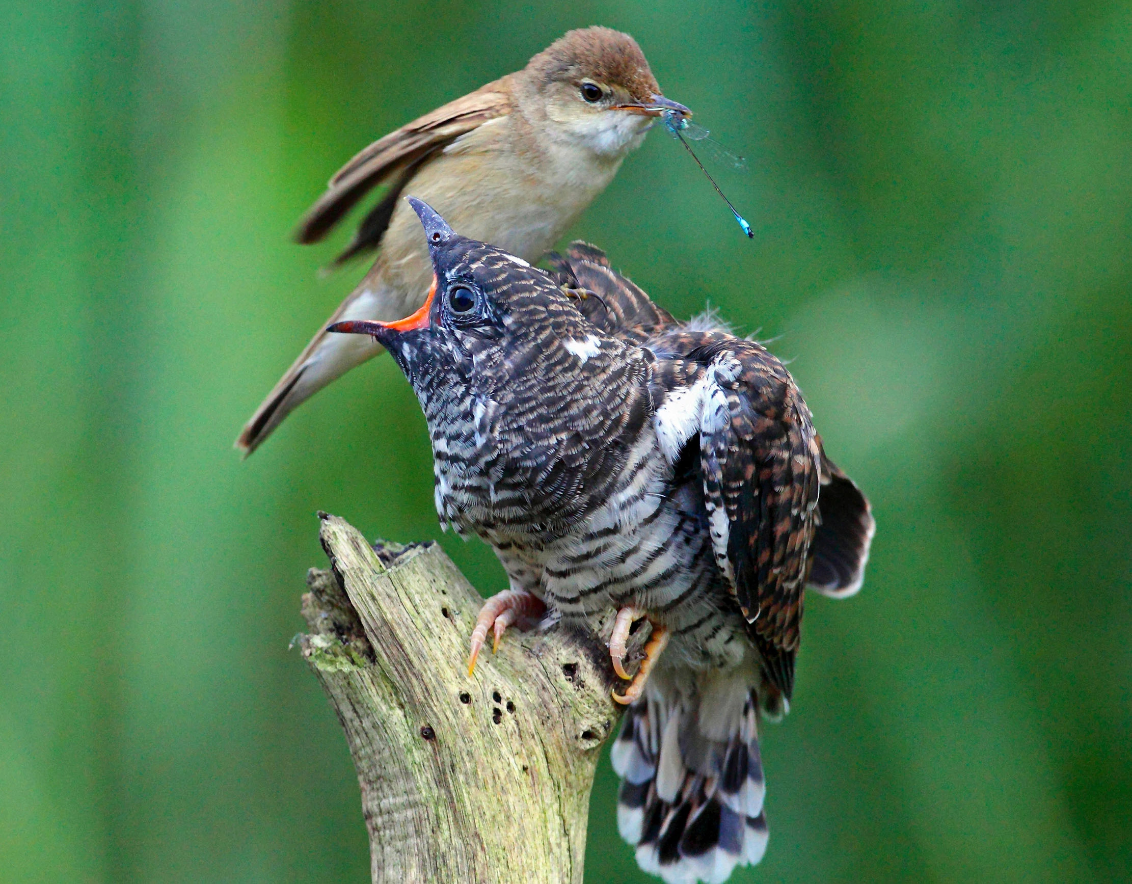 Cuckoo, Fascinating creature, Peculiar habits, Nature's intriguing mystery, 2230x1740 HD Desktop