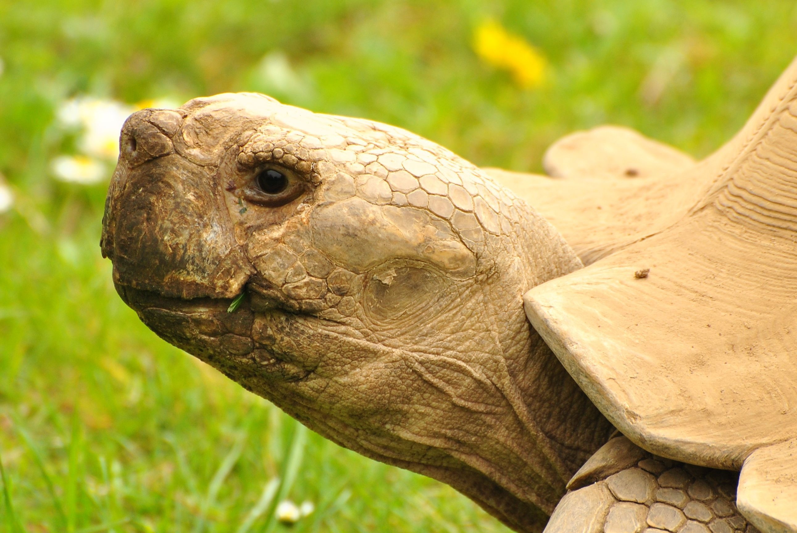 Majestic giants, Captivating desktop wallpapers, Up-close and personal, Photographic wonders, 2590x1730 HD Desktop