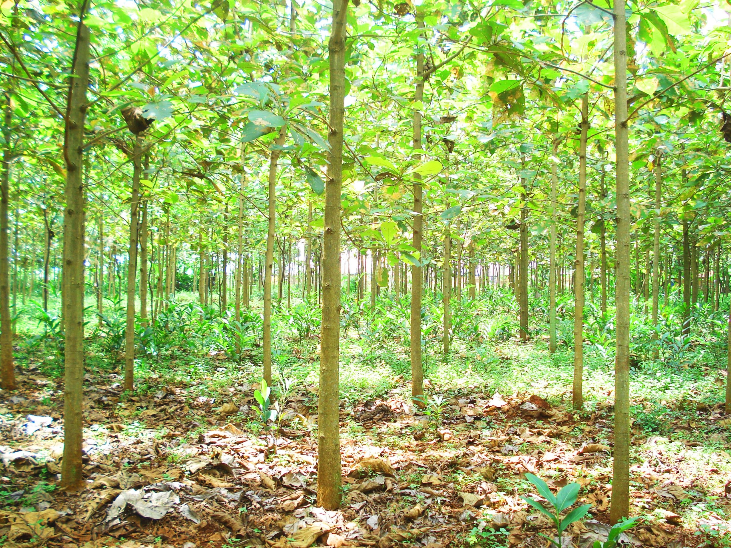 Teak Tree, Indonesian timber legality, Public sector innovation, SVLK observatory, 2560x1920 HD Desktop