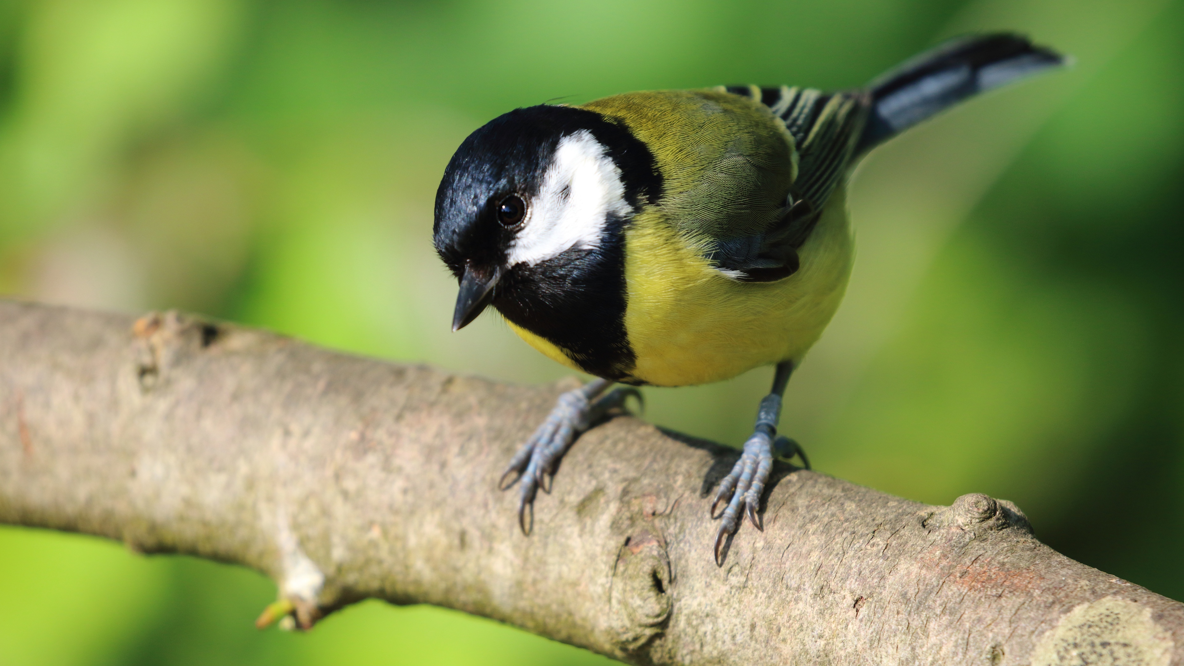 Titmouse 4K Ultra HD, High-resolution Image, Majestic Creature, Feathered Magnificence, 3840x2160 4K Desktop