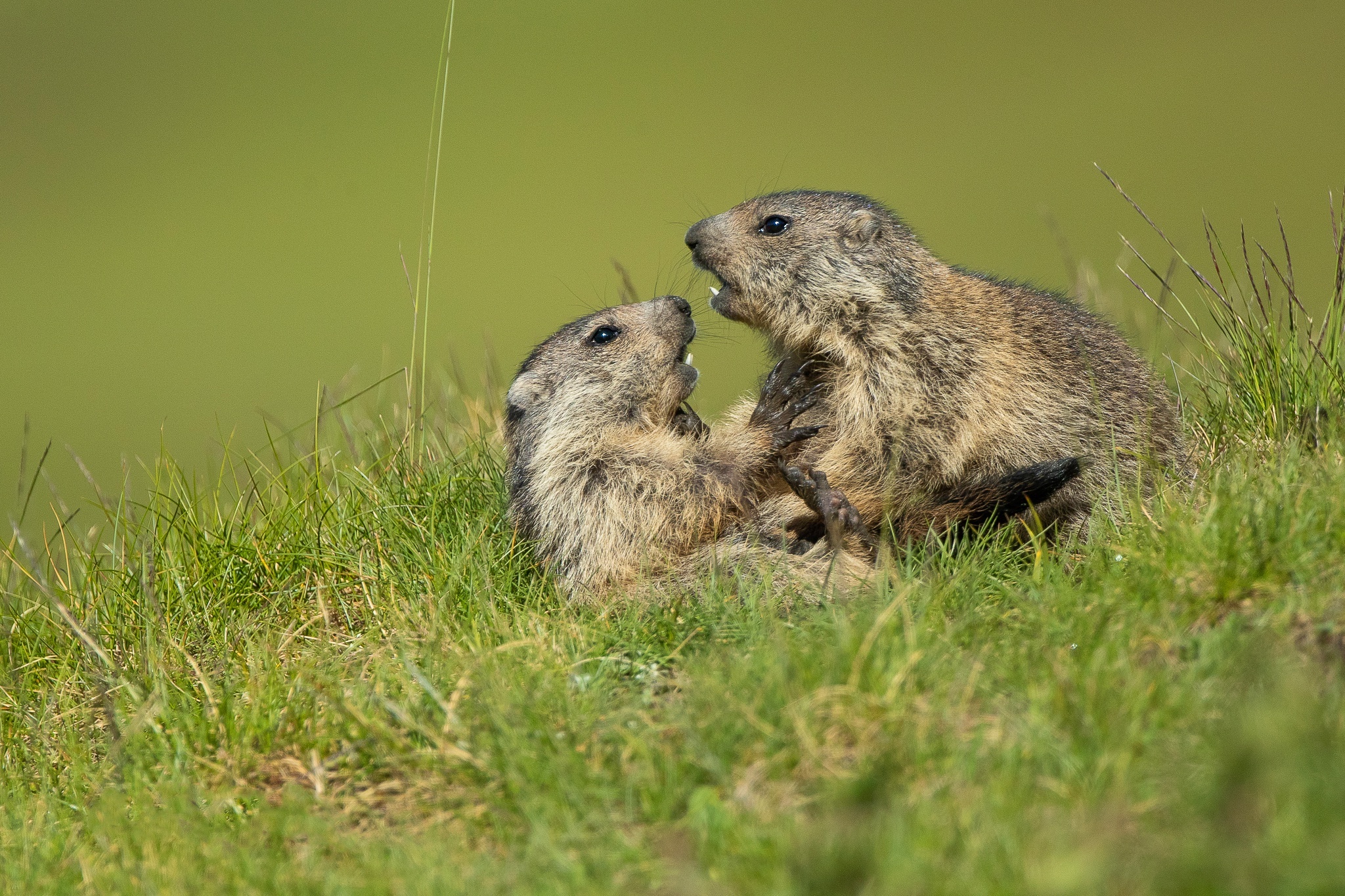 Wild Groundhogs, Groundhogs Wallpaper, 2050x1370 HD Desktop