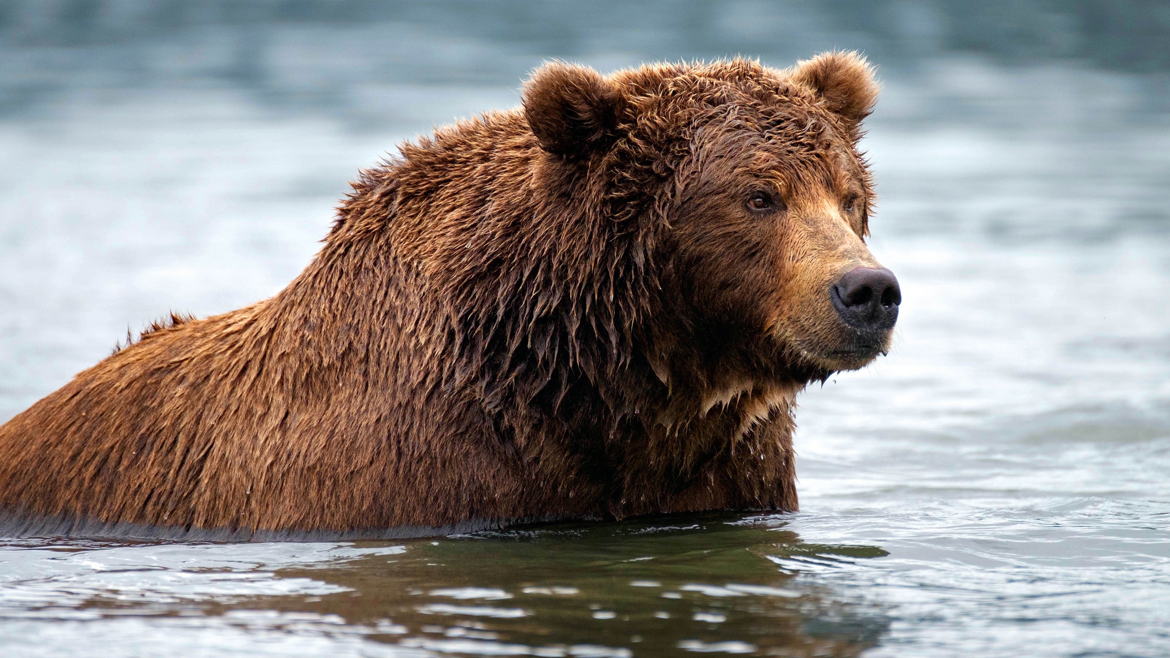 Grizzly Bear, 4K Ultra wallpaper, Stunning bear imagery, Captivating background, 3840x2160 4K Desktop