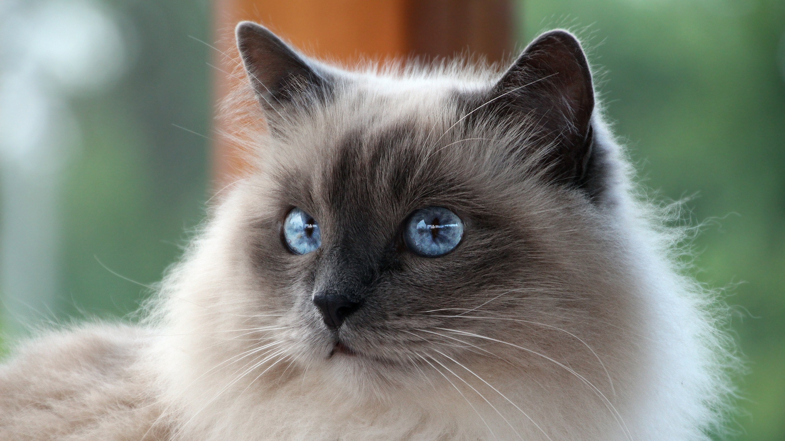 Birman cat hd, Wallpaper 19153, Cat hd wallpaper, Baltana, 2560x1440 HD Desktop