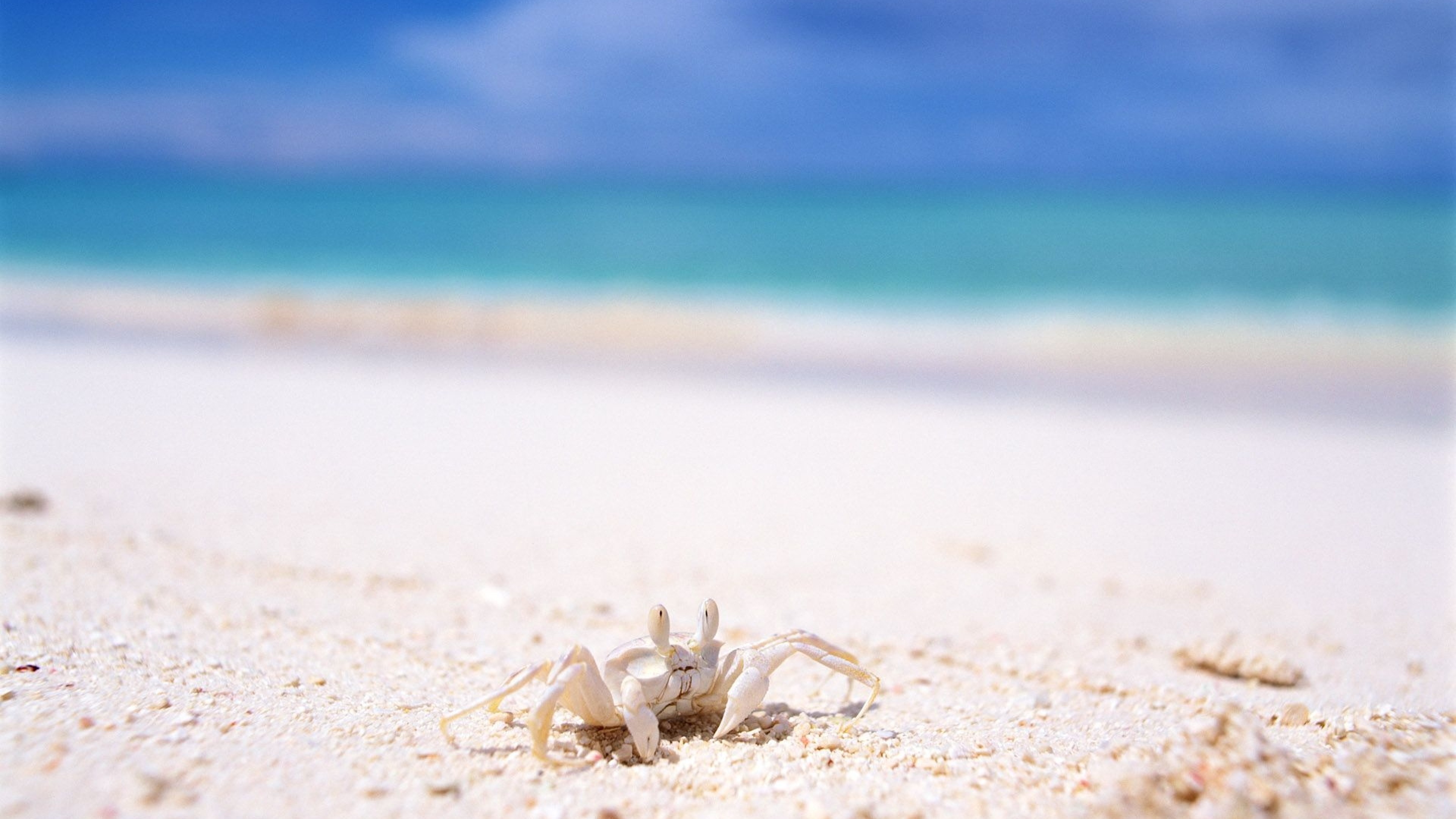 Tufted ghost crab, Crabs Wallpaper, 3840x2160 4K Desktop