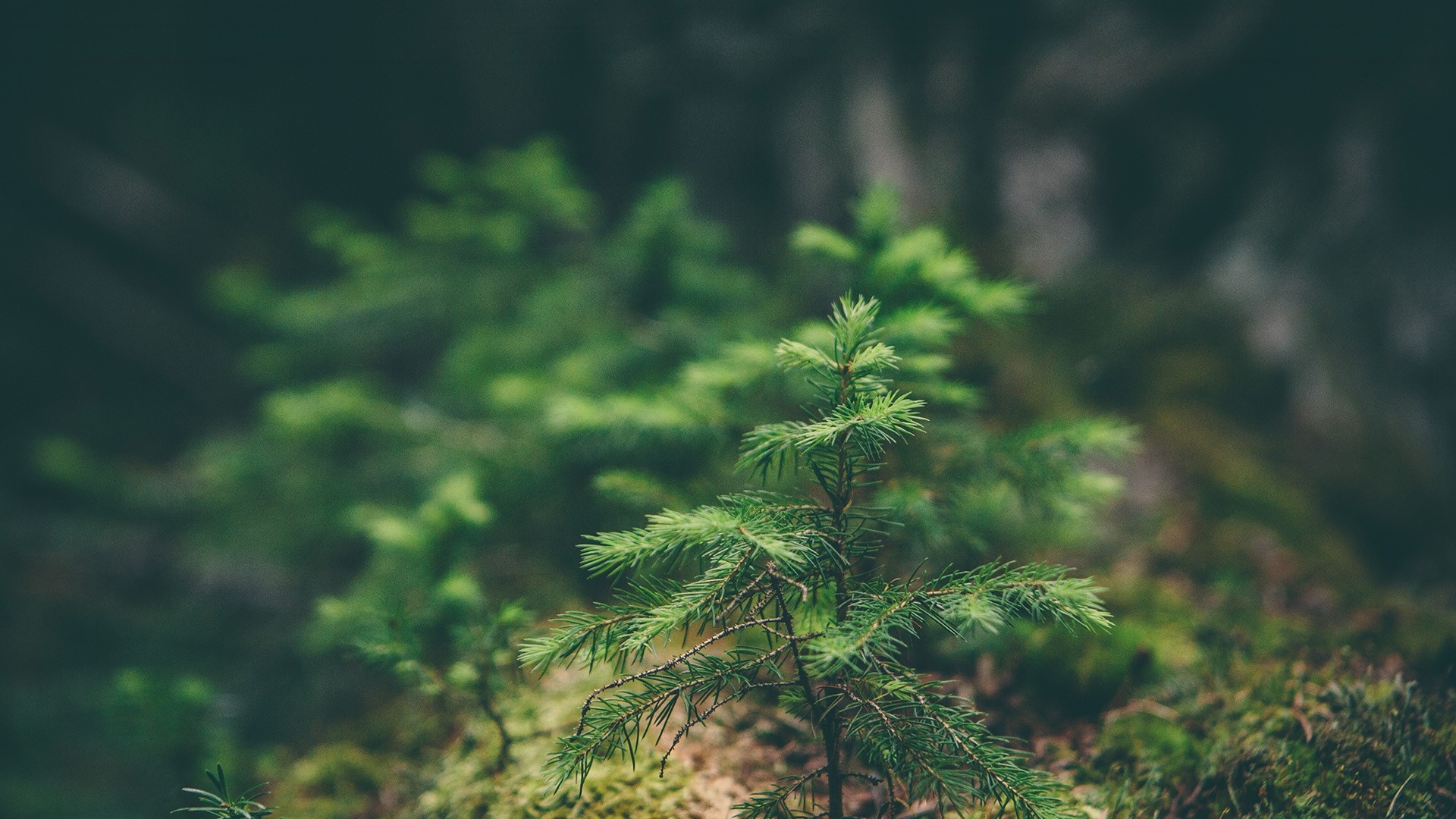 Sunlit forest, Green spruce foliage, Rainforest flora, Woodland habitat, 1920x1080 Full HD Desktop