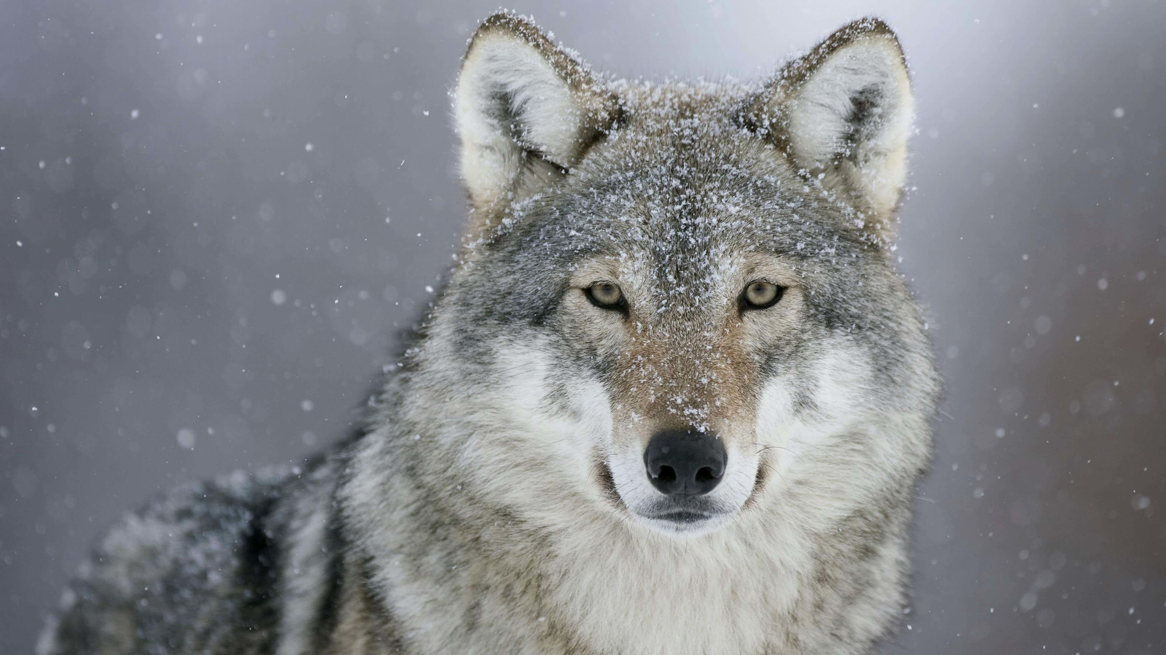 Gray Wolf, Snowy landscapes, Serene winter scenes, Silent hunters, 3840x2160 4K Desktop