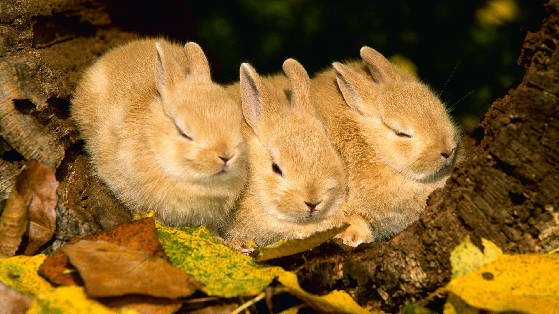 Cutest rabbit ever, Picture-perfect charm, Nature's cuddle, Furry delight, 1920x1080 Full HD Desktop