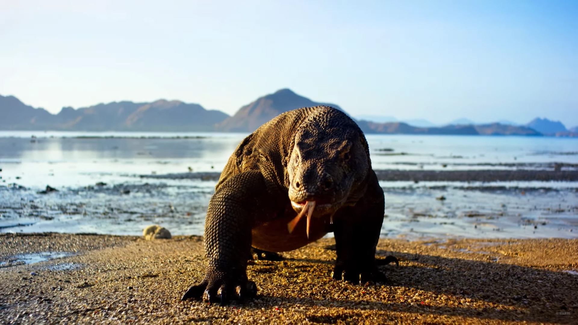 Komodo Island, Planet Earth II, 4K capability, Techradar, 1920x1080 Full HD Desktop