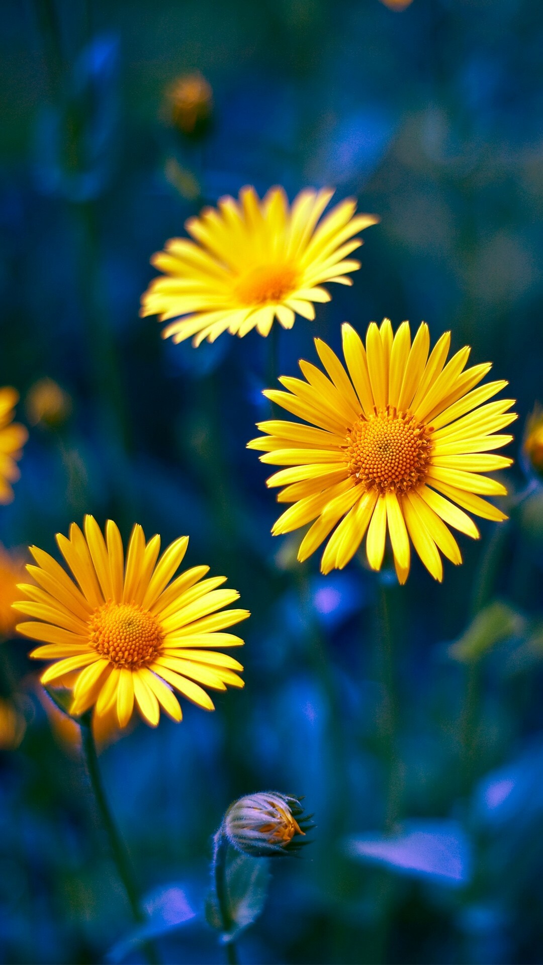 Yellow daisy beauty, Ultra HD 4K wallpapers, Nature's sunny delight, Traxzee, 1080x1920 Full HD Phone