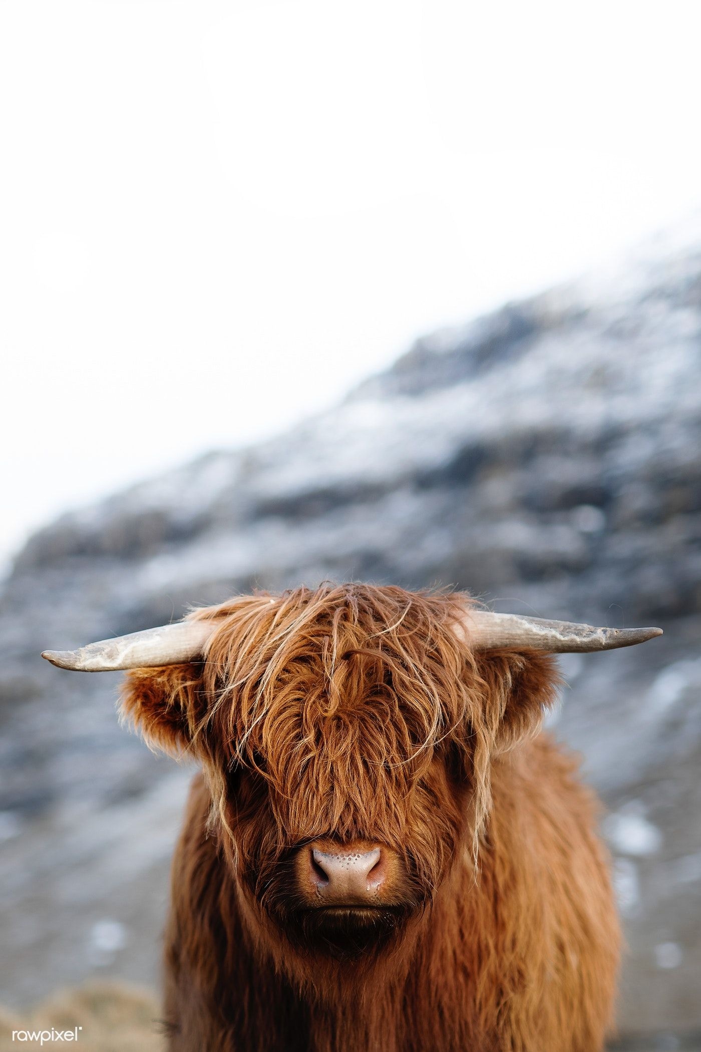 Scottish highland calf, Cow Wallpaper, 1400x2100 HD Phone