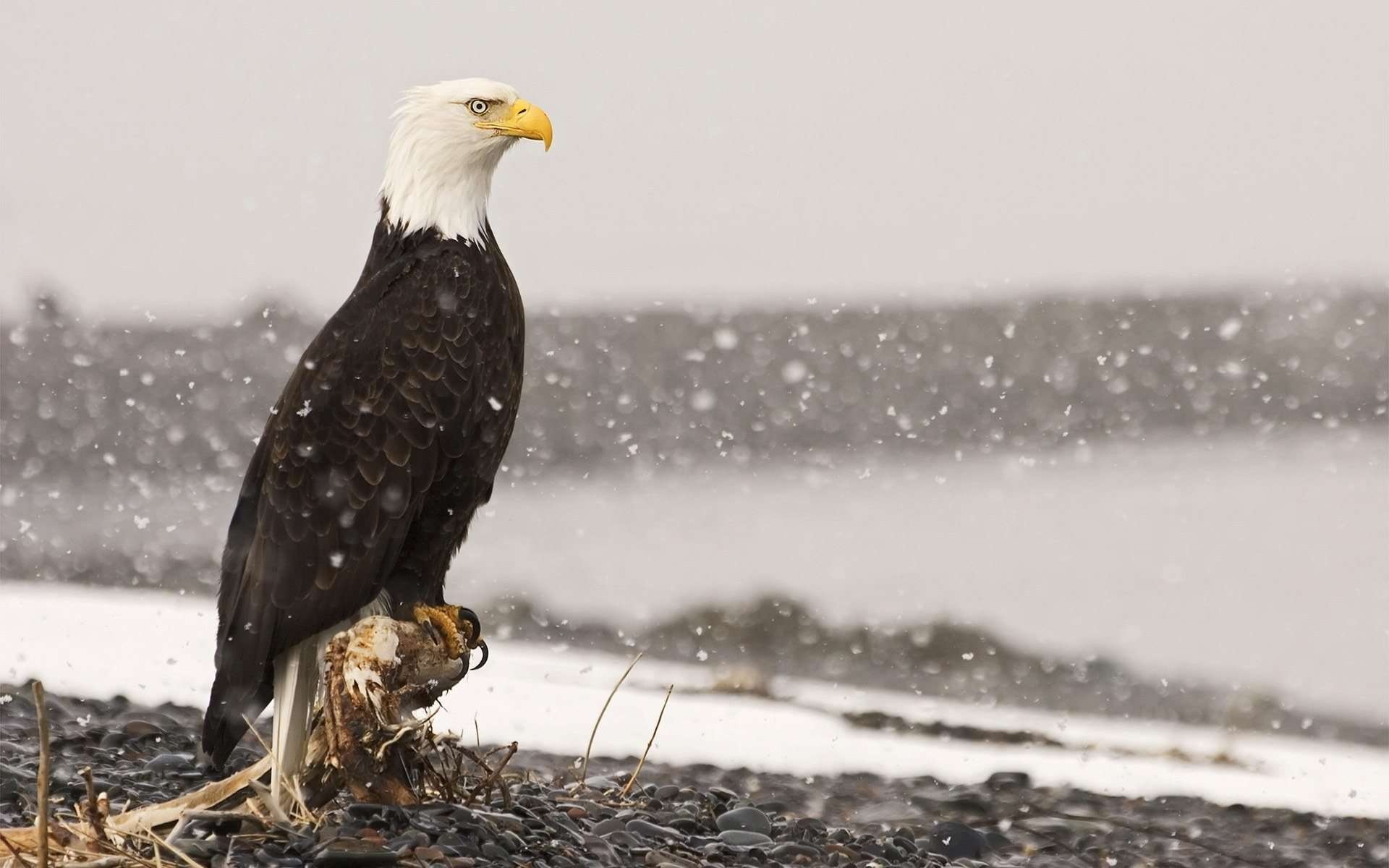 Bald, Eagle, Backgrounds, Wildlife, 1920x1200 HD Desktop