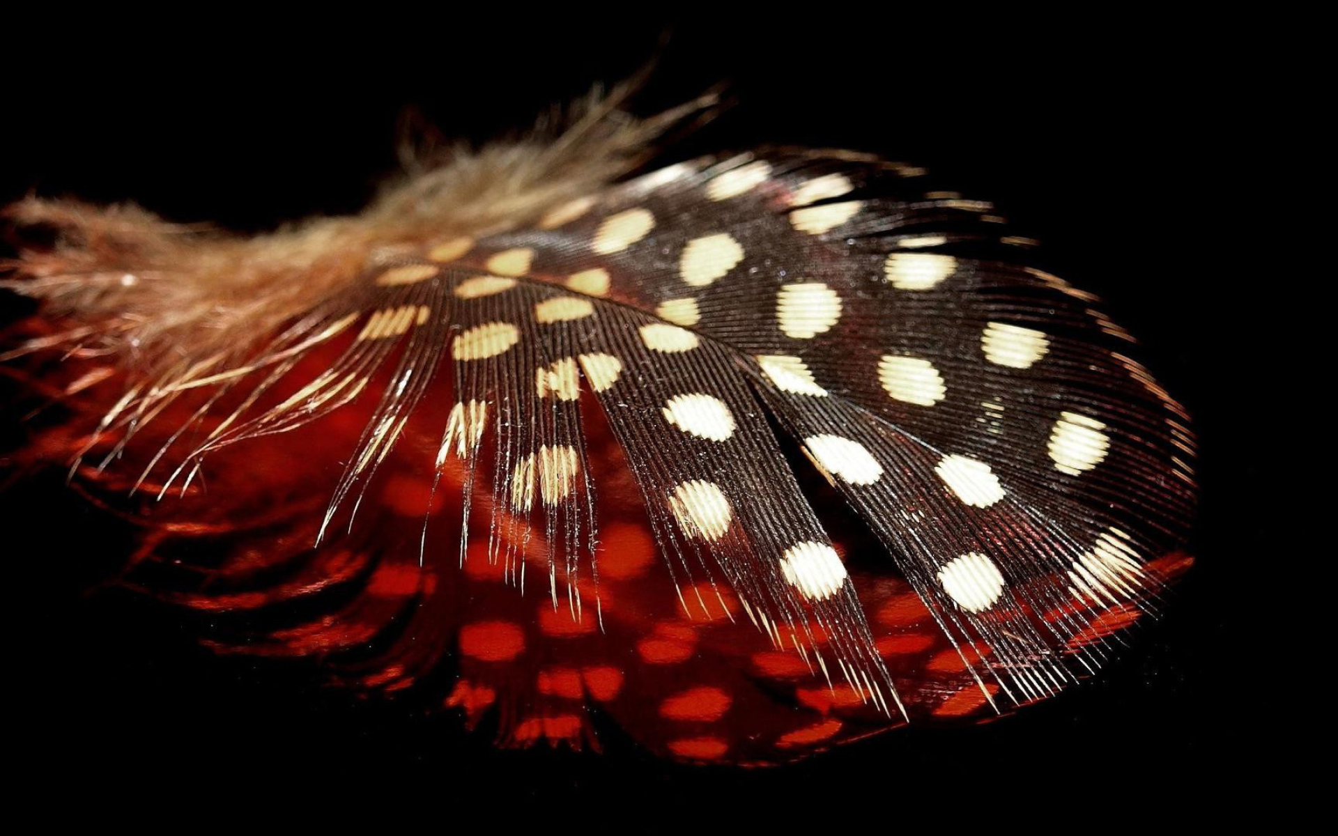 Spotted feather wallpaper, Feather pattern, Photography background, Artistic, 1920x1200 HD Desktop