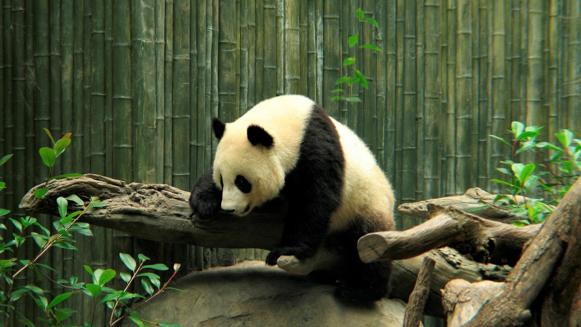 Zoo pandas, Cute wallpaper, High-definition, Mesmerizing beauty, 1920x1080 Full HD Desktop