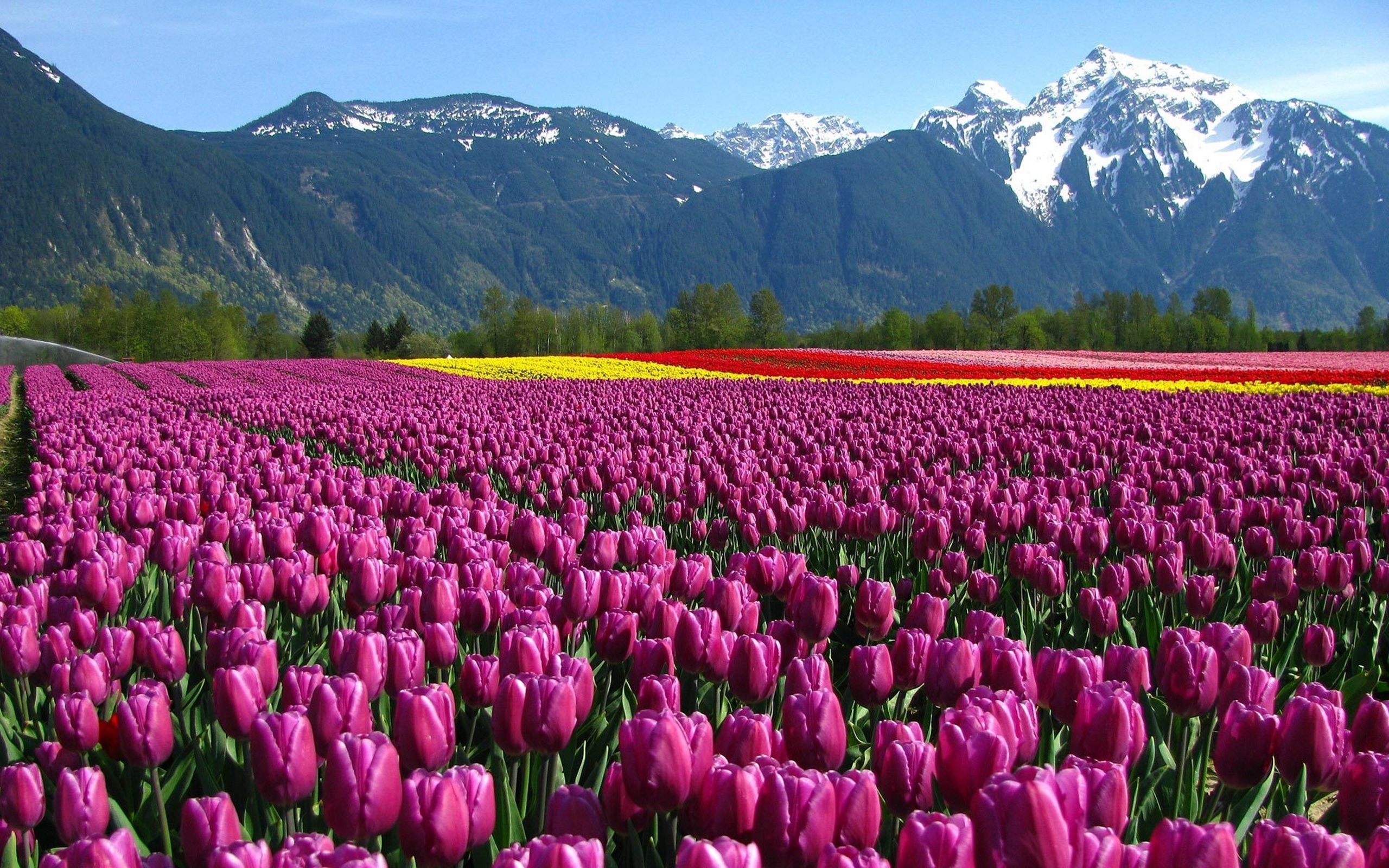 Tulips, Flower Garden Wallpaper, 2560x1600 HD Desktop