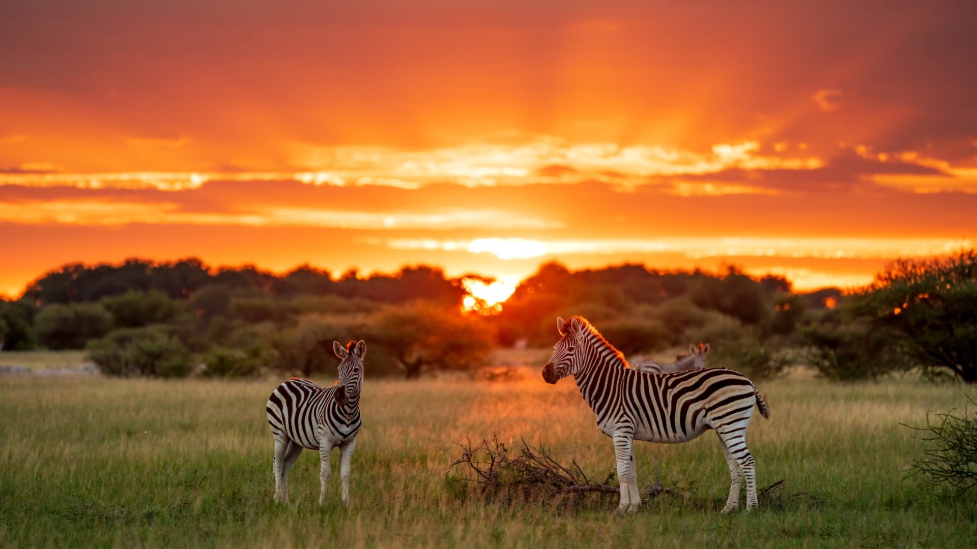 Botswana reisen, Unvergessliches abenteuer, SafariFrank, 1920x1080 Full HD Desktop