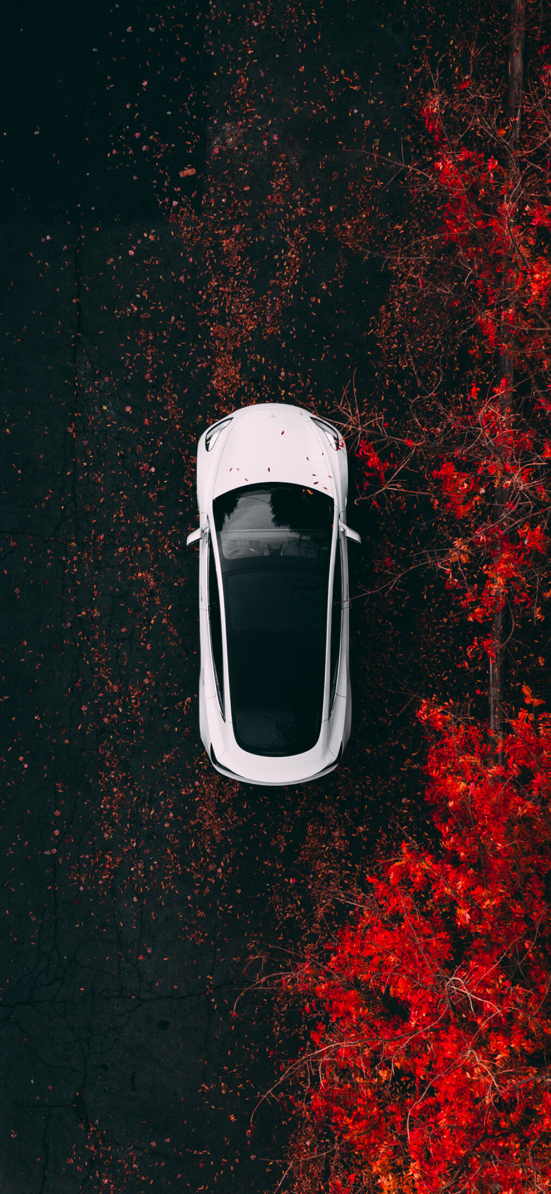 Tesla Model Y, Model 3 wallpapers, 1130x2440 HD Phone