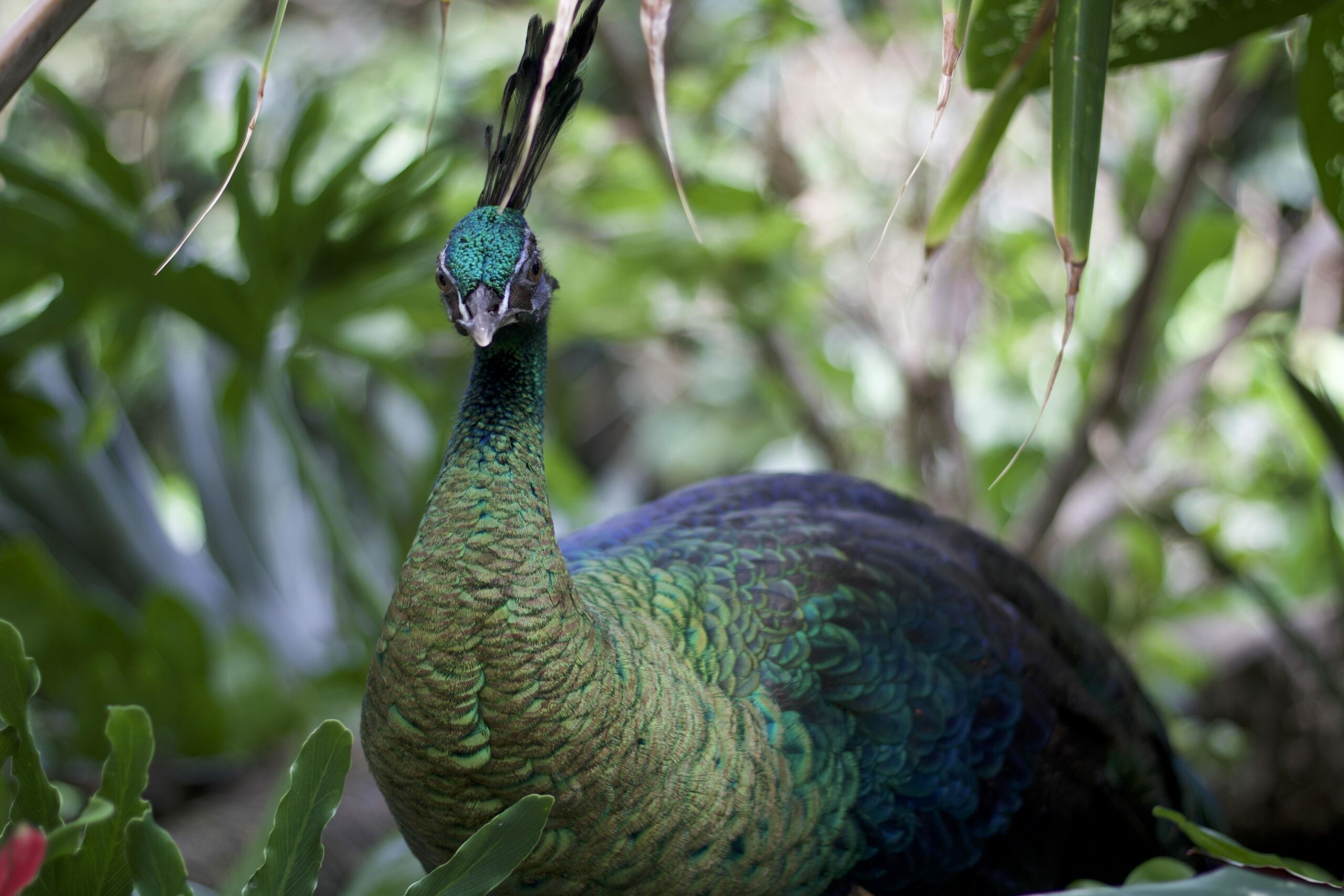 Green, Peacocks Wallpaper, 2560x1710 HD Desktop