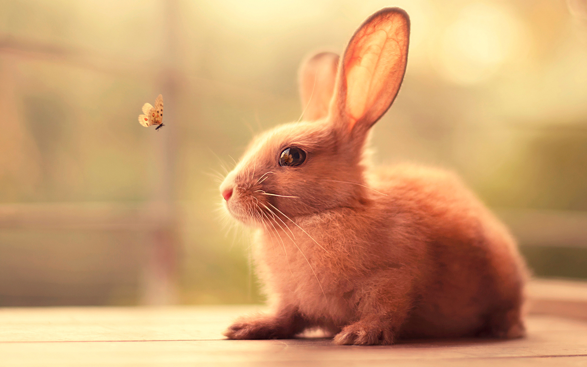 Bunny, Cute bunny 1080p resolution, HD wallpapers, Animal pictures, 1920x1200 HD Desktop