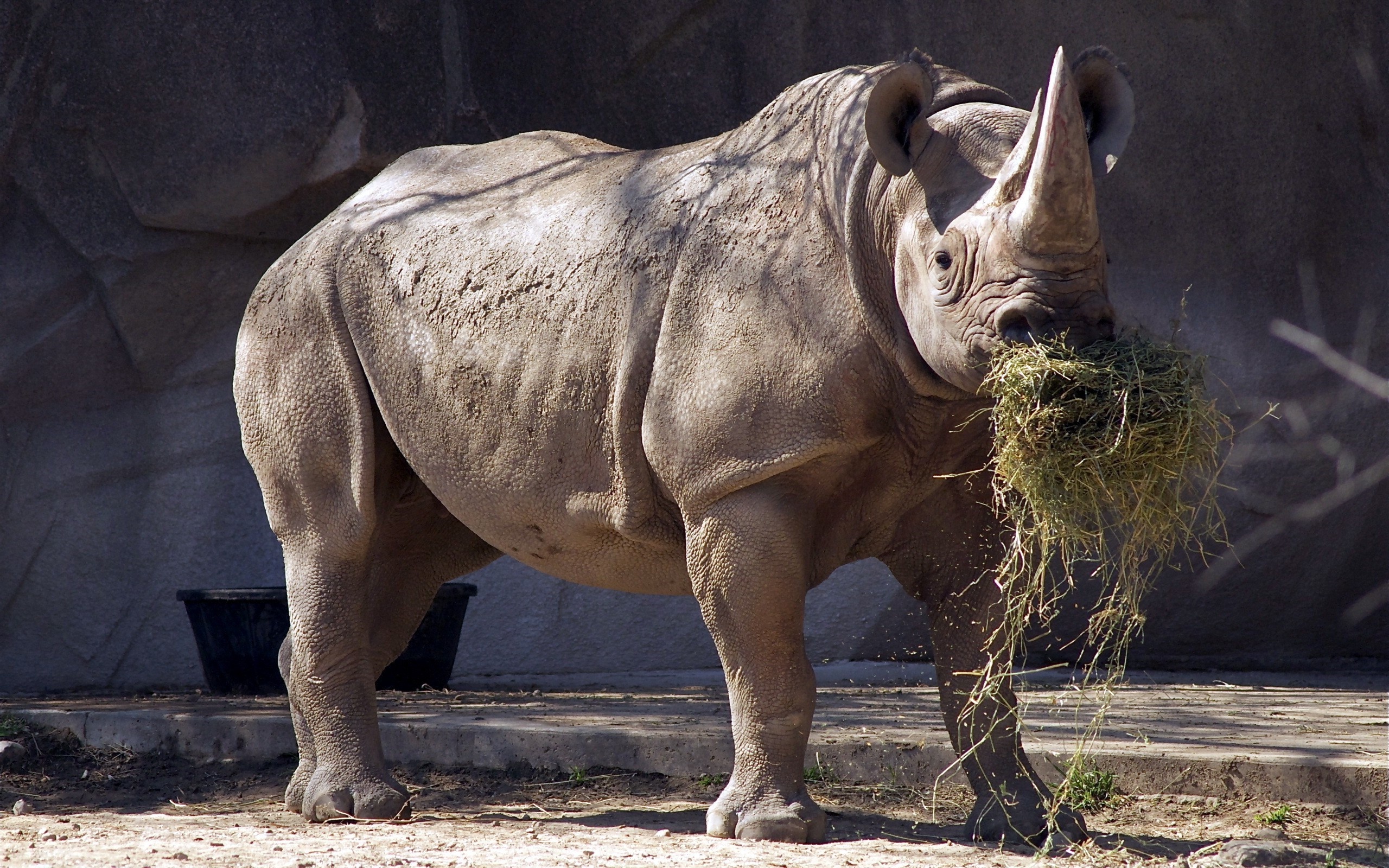 Eating, Rhino Wallpaper, 2560x1600 HD Desktop