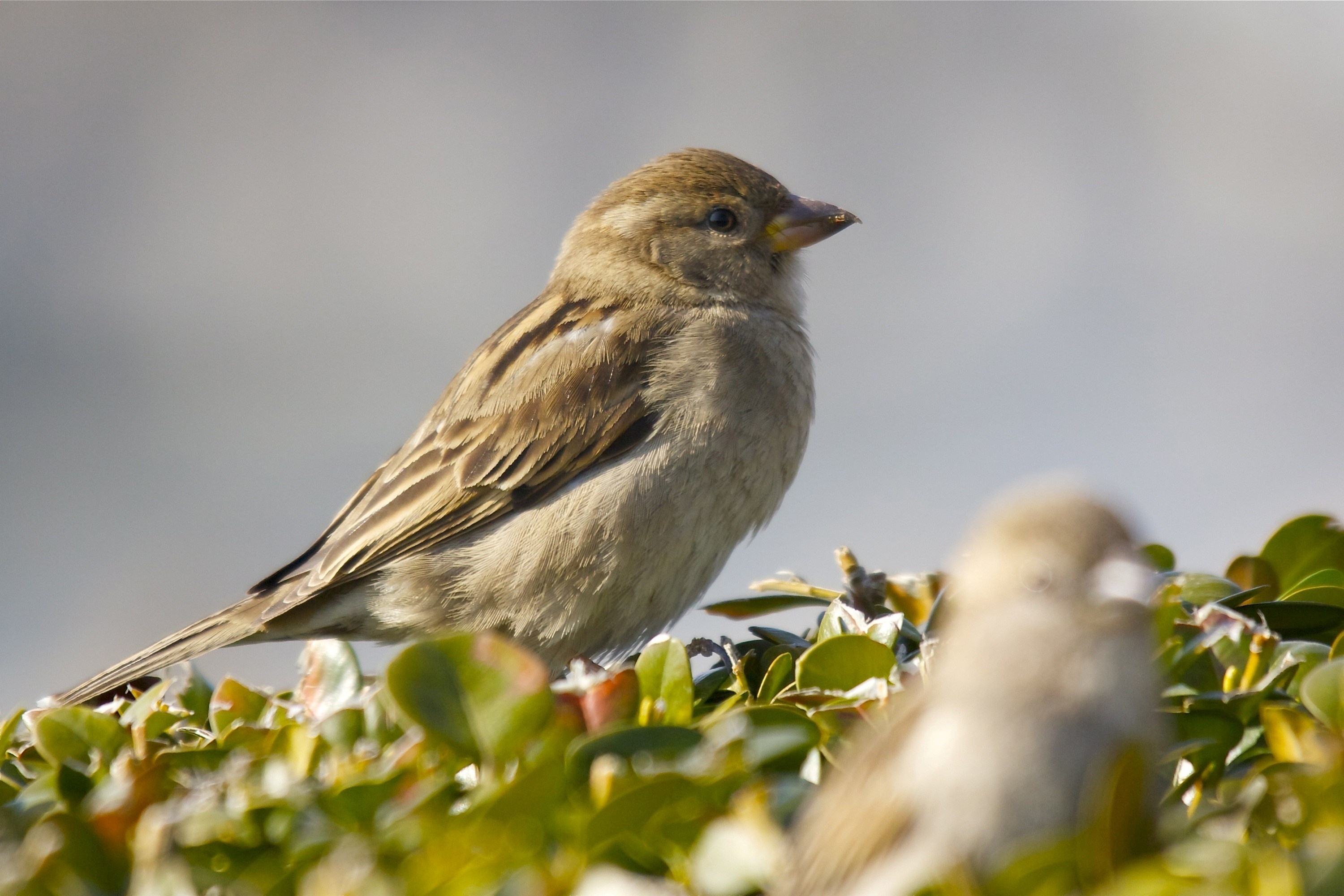 Widescreen wallpaper, High-definition capture, Sparrow's beauty, Perfect shot, 3000x2000 HD Desktop