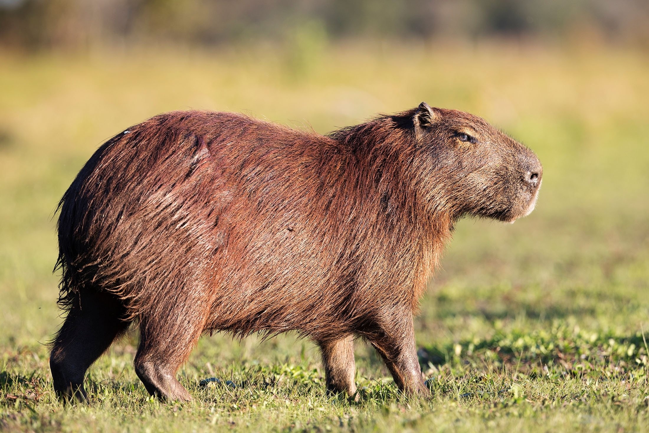 Capybara, Wild Animals Wallpaper, 2200x1470 HD Desktop