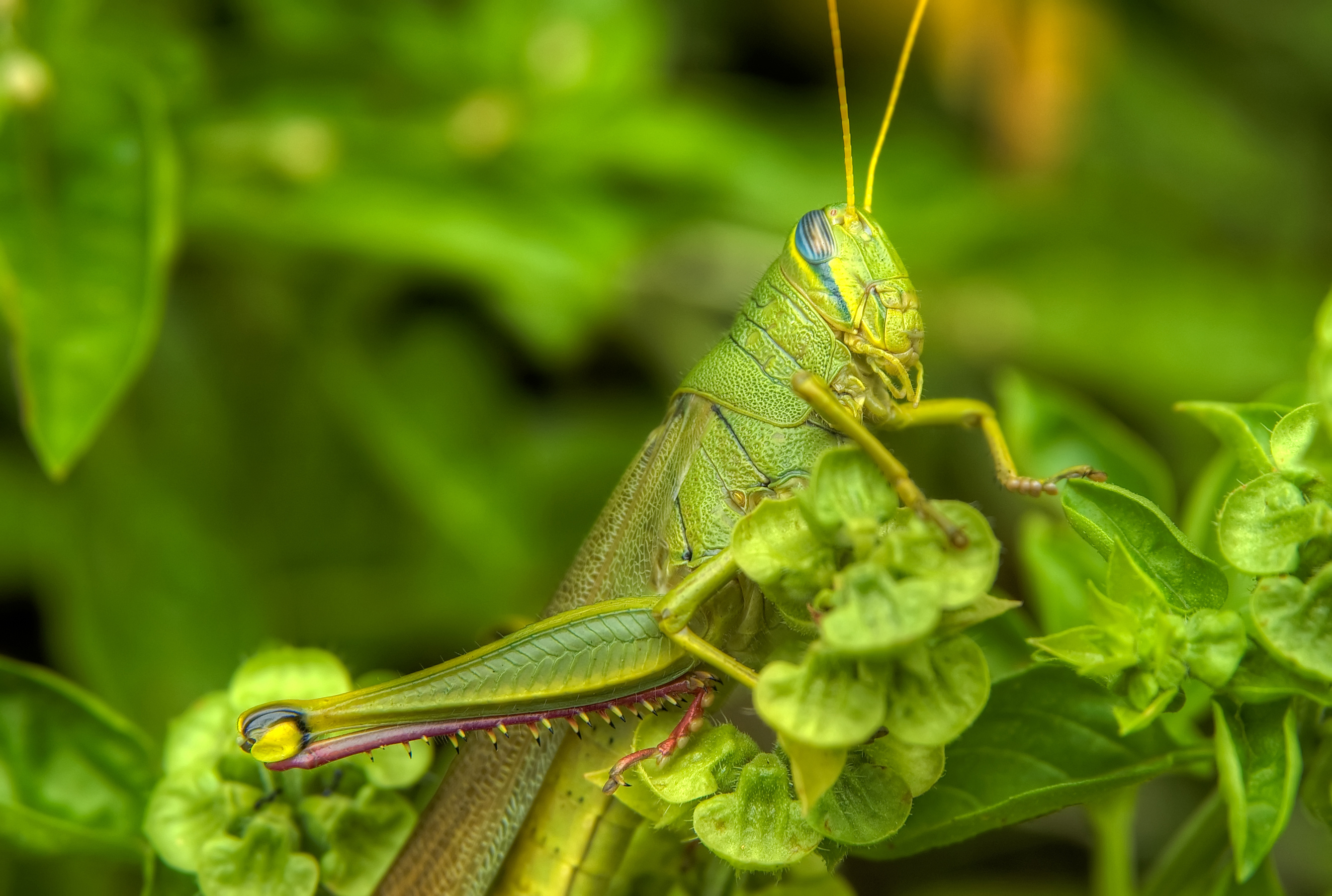 Grasshopper wallpaper, Desktop Mobile tablet, 94 wallpapers, Explore, 2680x1810 HD Desktop