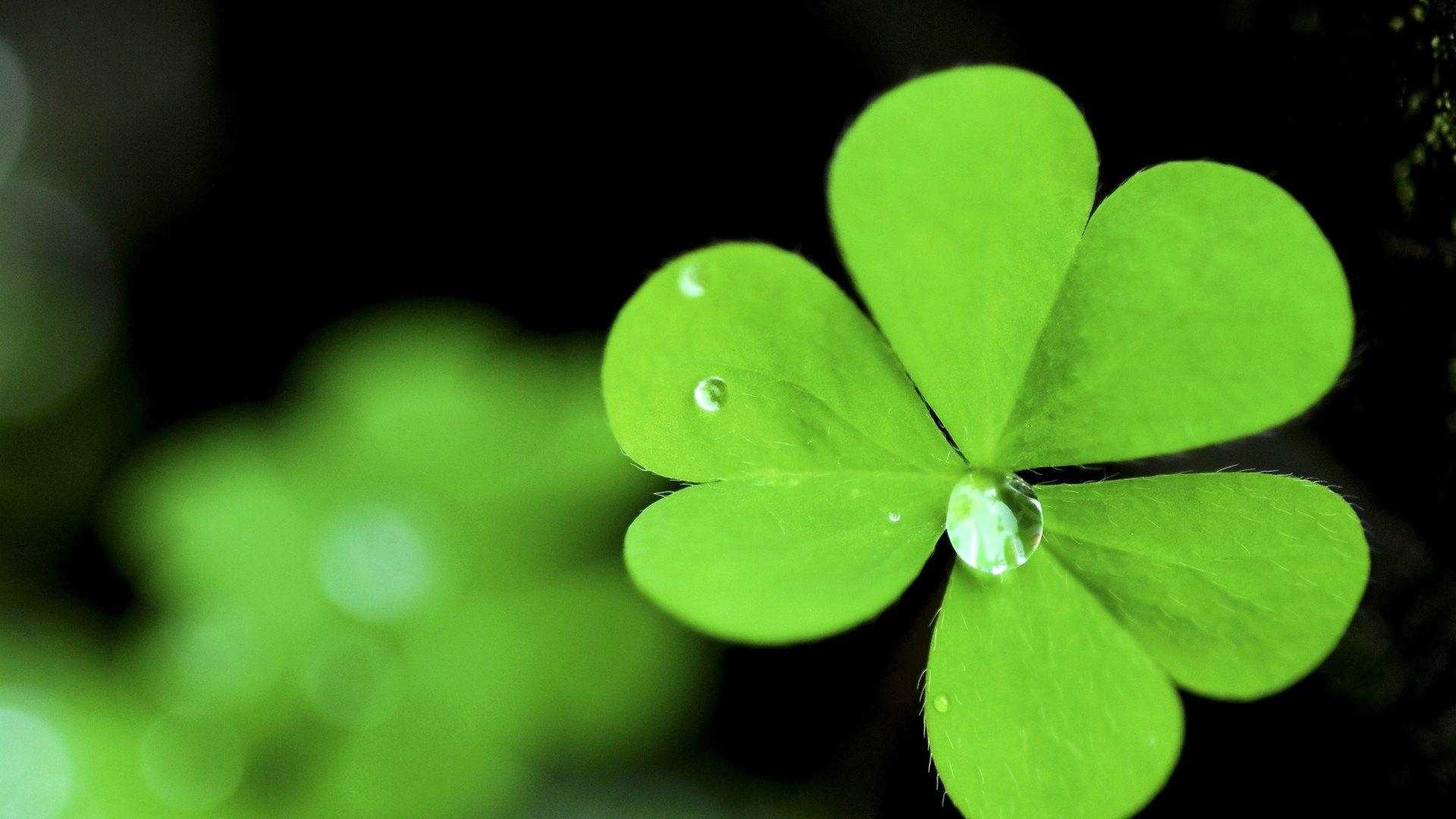 Desktop background, Shamrock illustration, Irish symbol, Holiday theme, 1920x1080 Full HD Desktop