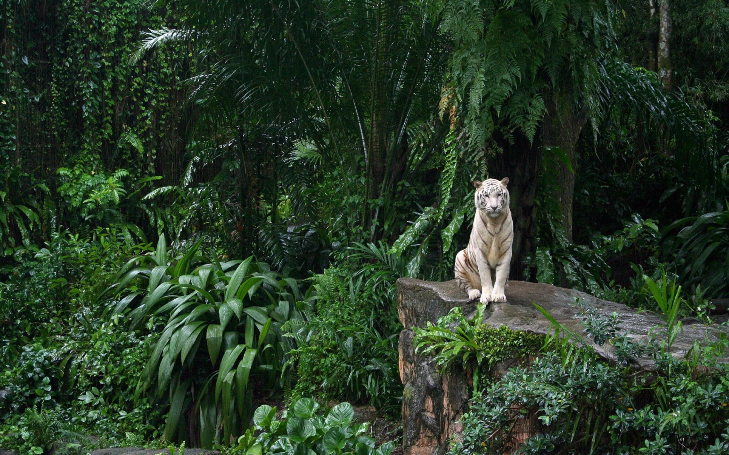 White Tiger, Rainforests Wallpaper, 2820x1760 HD Desktop