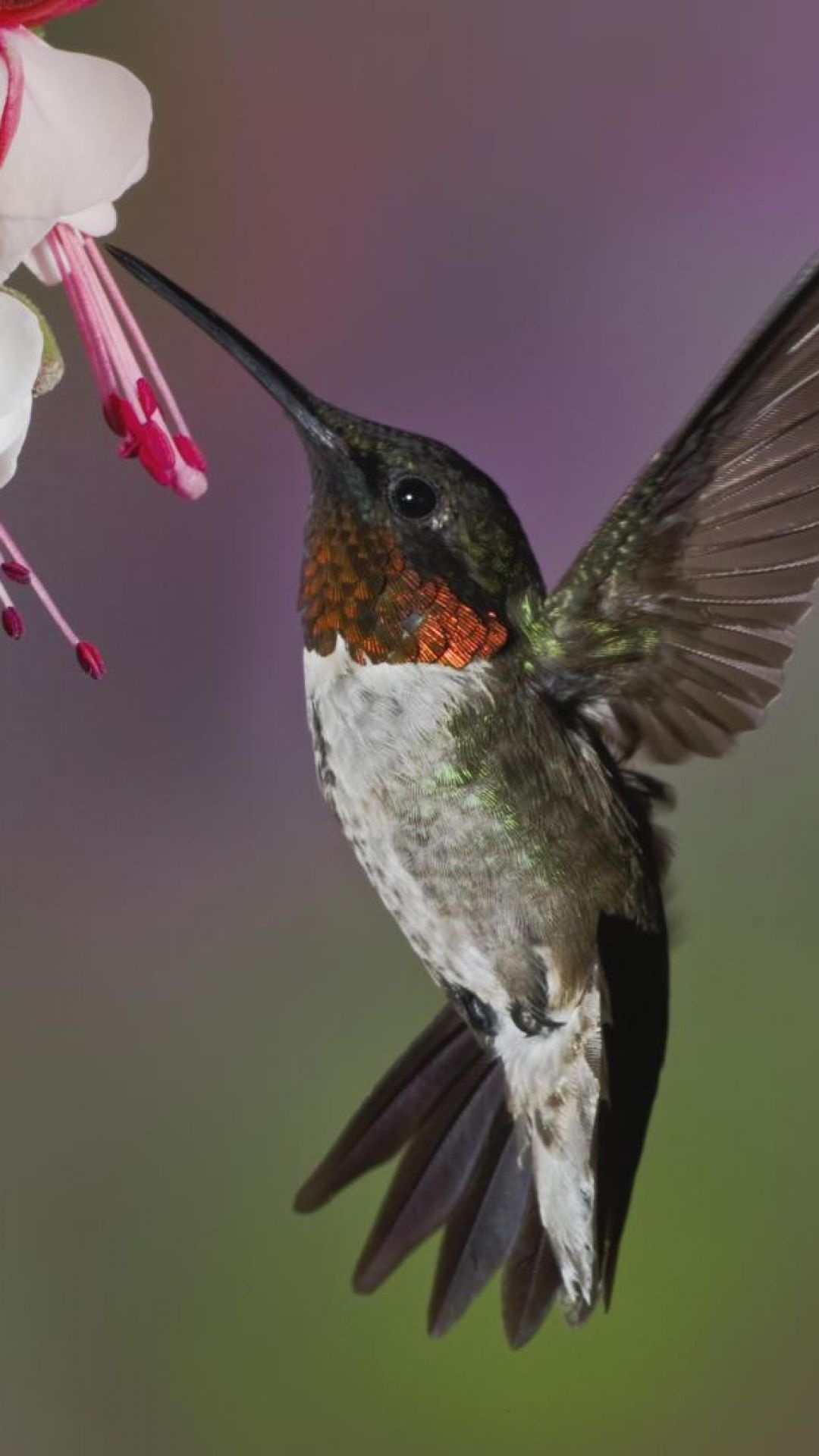 Hummingbird, Metallic, Flowers, 1080x1920 Full HD Phone