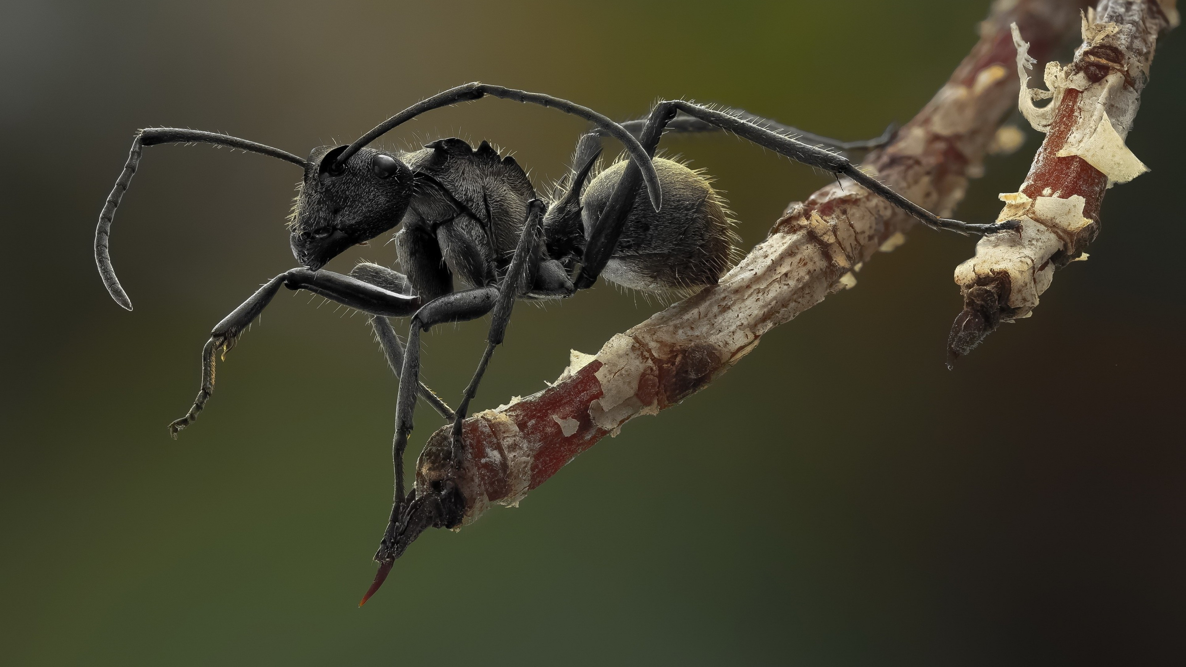 Polyrhachis dives, Ant Wallpaper, 3840x2160 4K Desktop