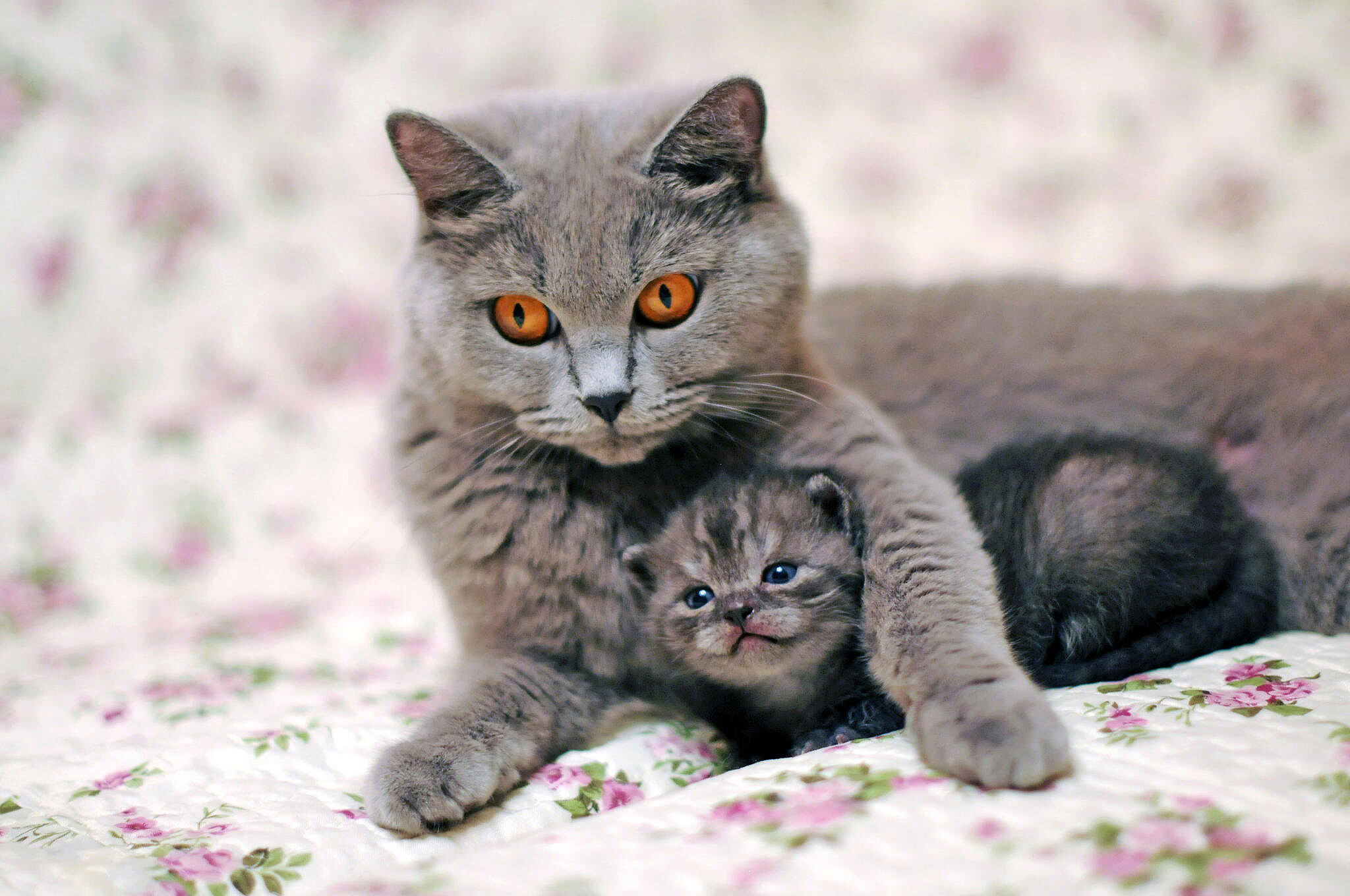 Mother and kitten, British Shorthair Wallpaper, 2050x1360 HD Desktop