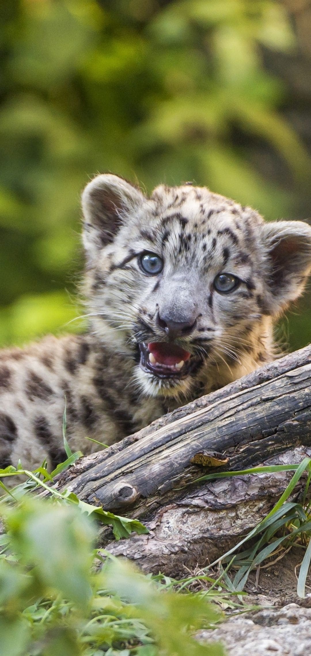 Leopard, Exquisite spots, Graceful movements, Stealthy hunter, 1080x2280 HD Phone