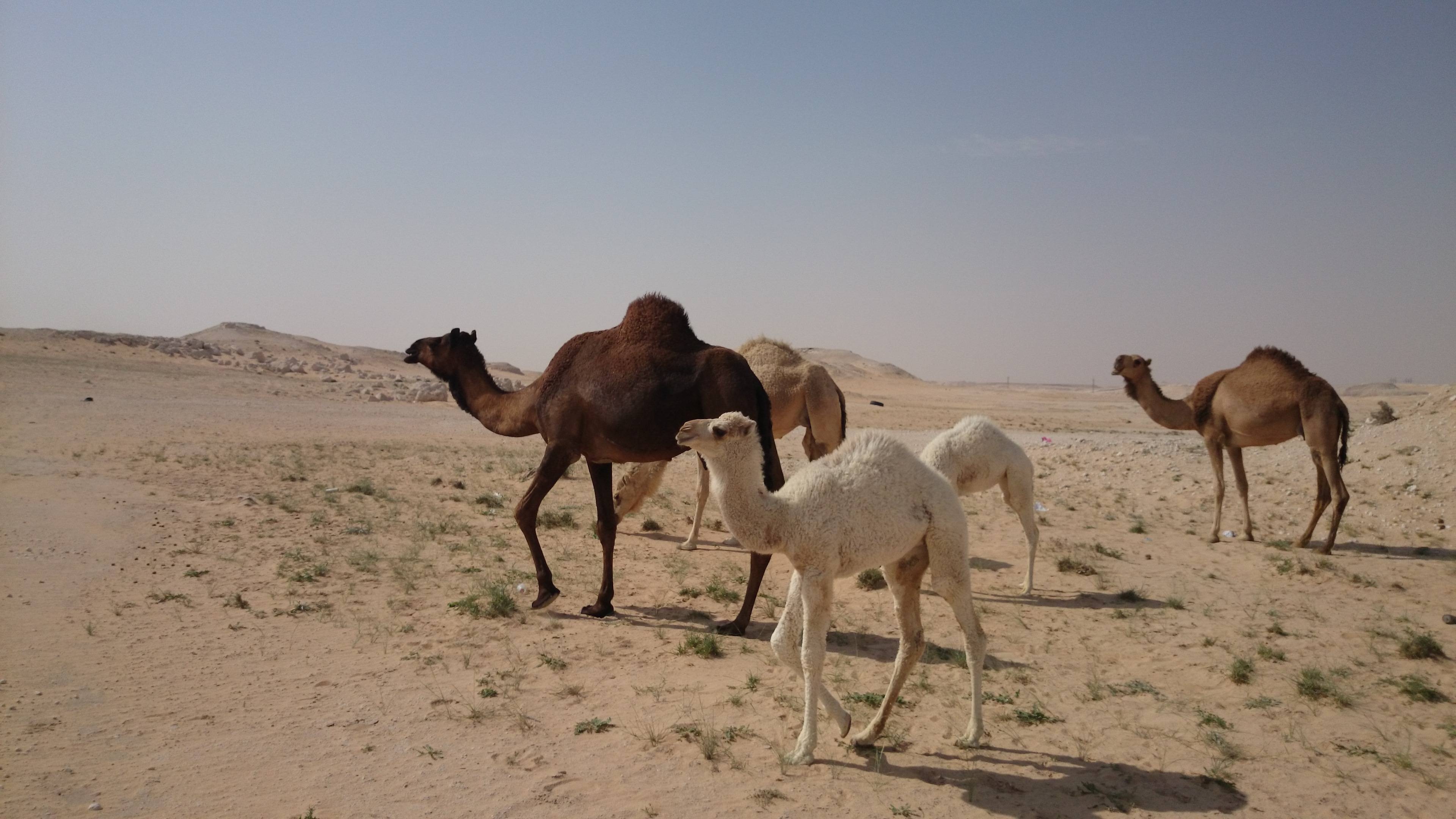 Herd, Camels Wallpaper, 3840x2160 4K Desktop