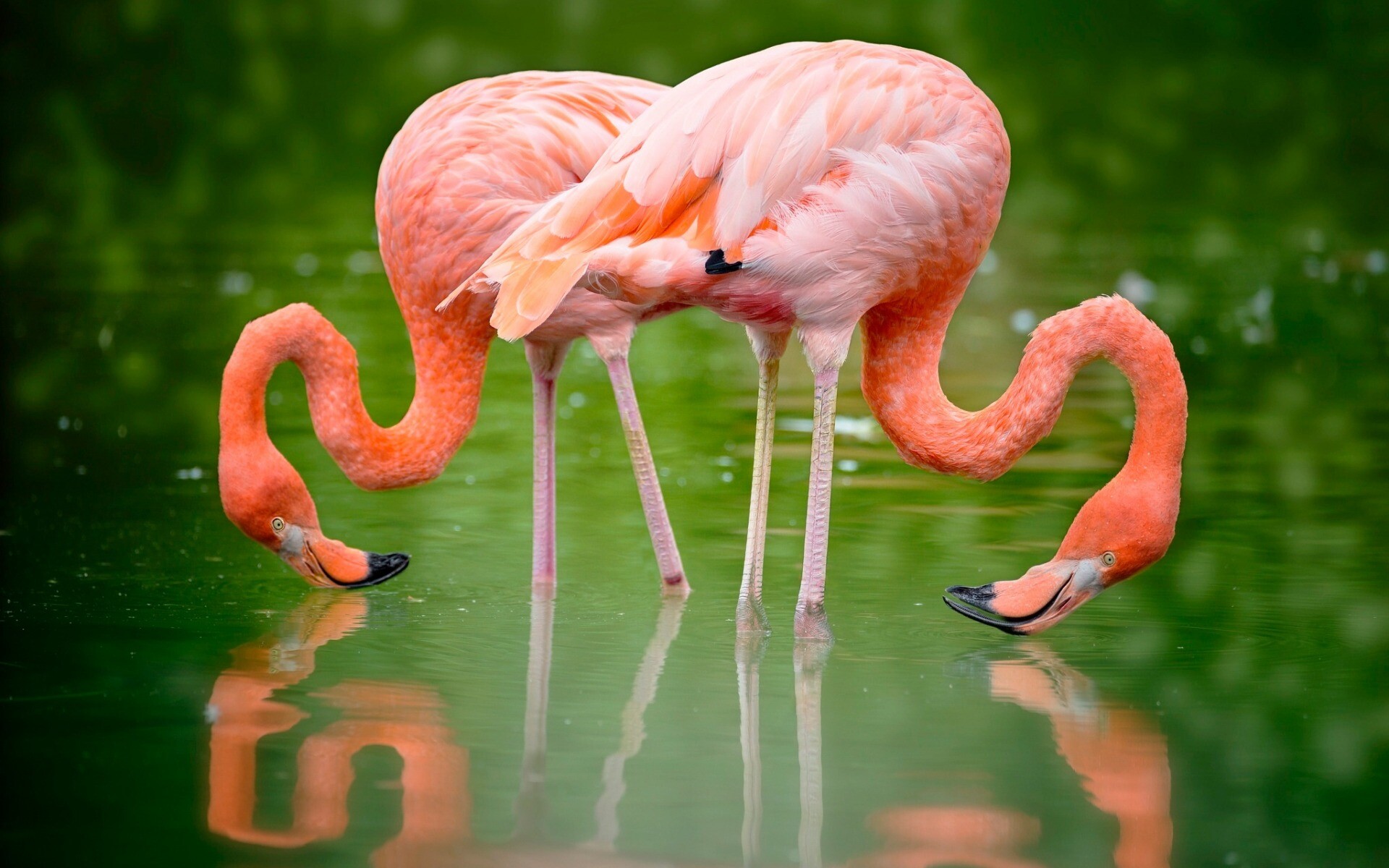 Pink flamingos, Beautiful lake view, Flamingo couple, Desktop images, 1920x1200 HD Desktop