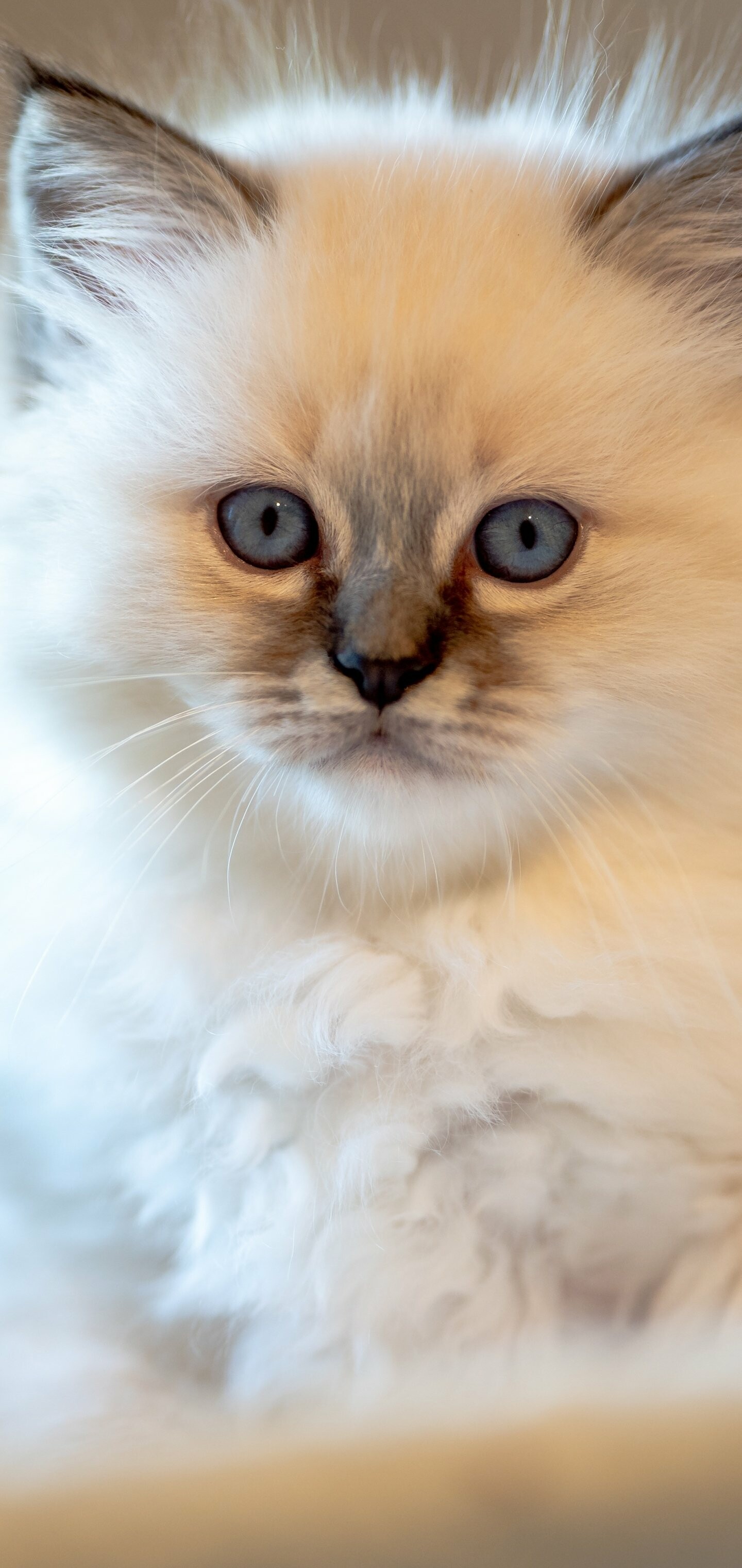 Animal cat wallpaper, Feline friend, Cute and cuddly, Pet lovers' delight, 1440x3040 HD Phone