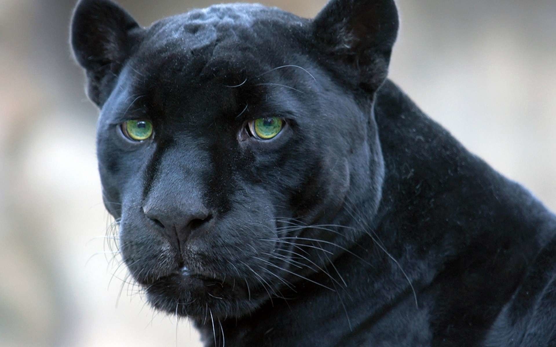 Graceful panther, Majestic big cat, Stealthy predator, Black beauty, 1920x1200 HD Desktop