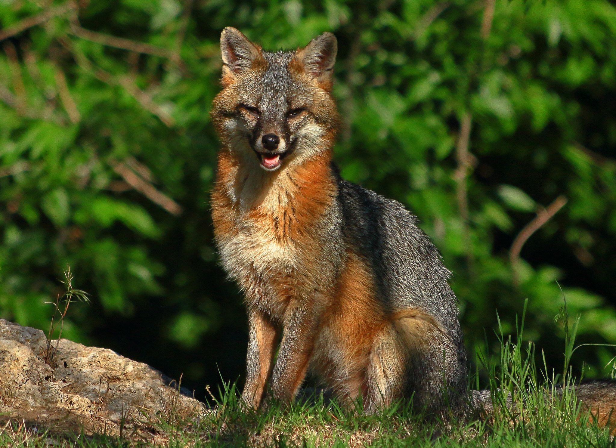 Gray Fox, Male gray fox specimen, Interesting research subject, Grey fox's natural behavior, 2050x1490 HD Desktop